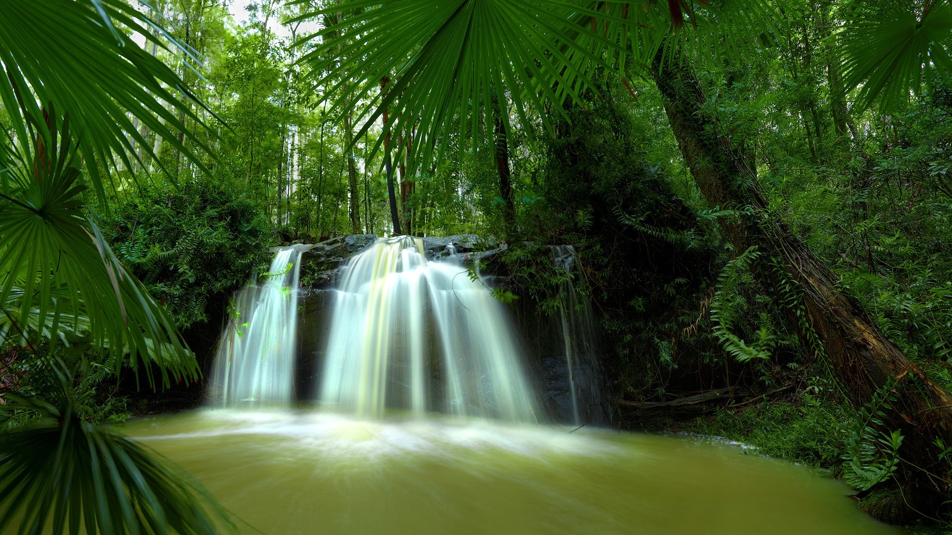Cascata, Palme, Giungla, Laghetto, 1920x1080, immagine di sfondo