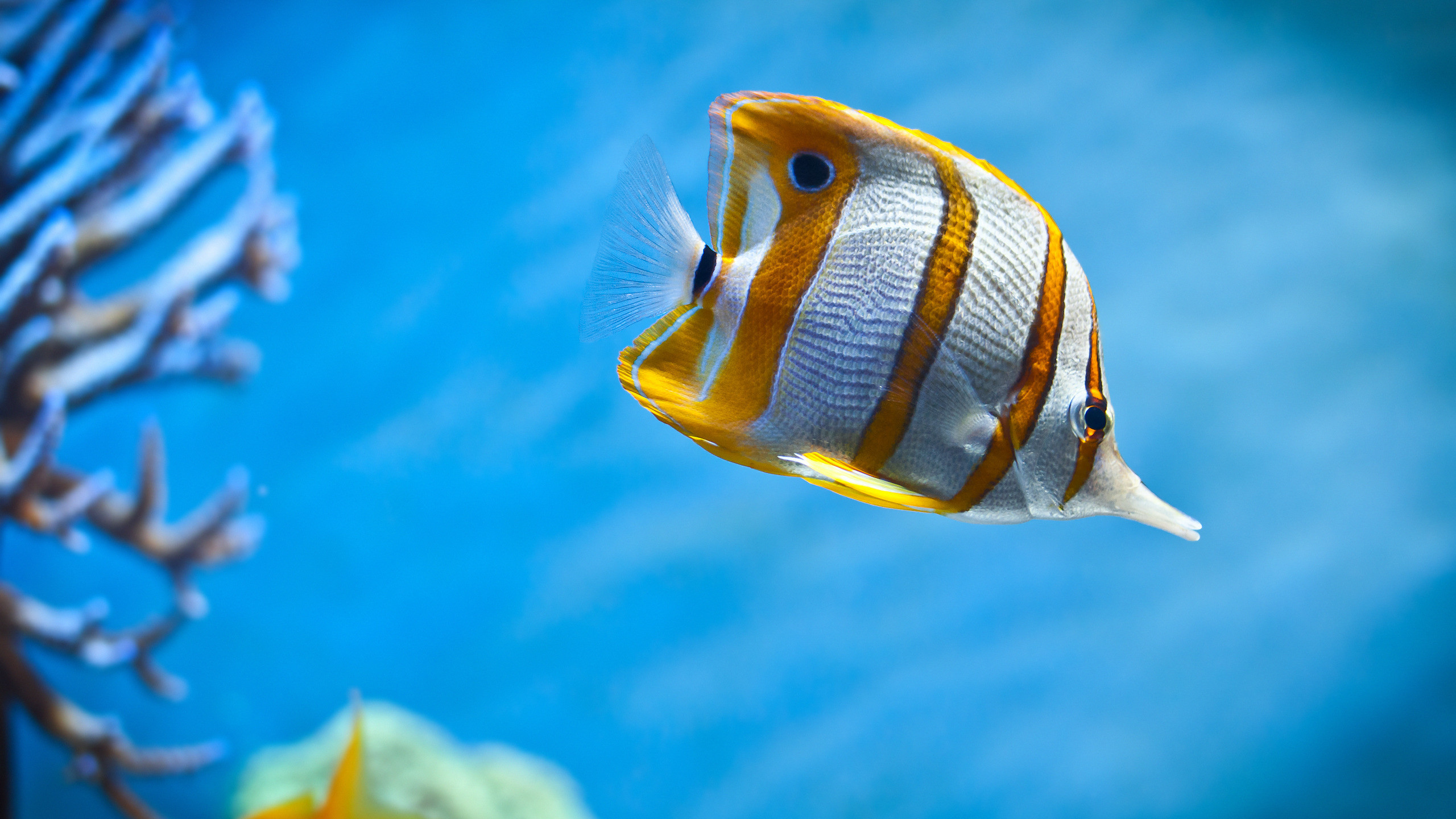 Pesce farfalla, Corallo, Mondo sottomarino, Sfondo blu, 2560x1440, wallpaper desktop
