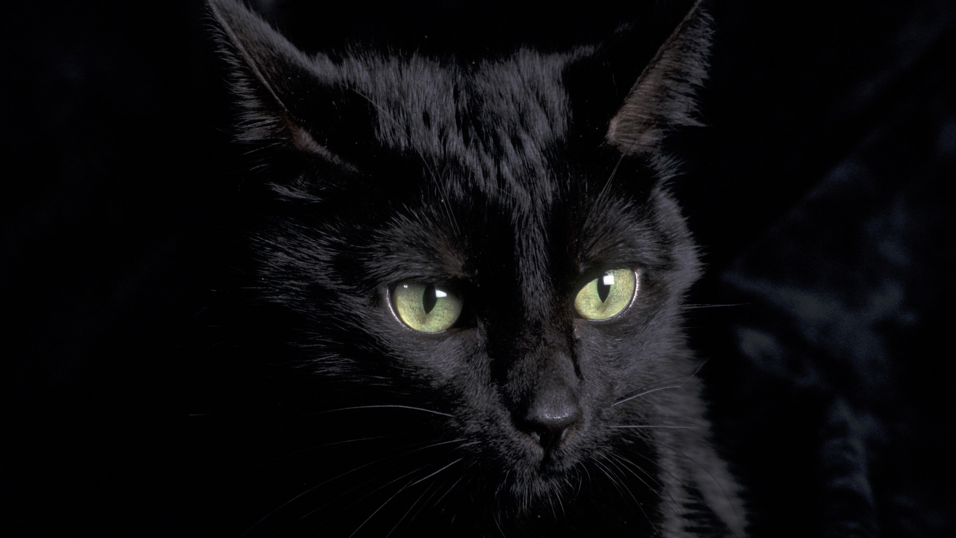 Gatto nero, Occhi verdi, Sfondo nero, Primo piano, 16:9 Full HD, wallpaper widescreen