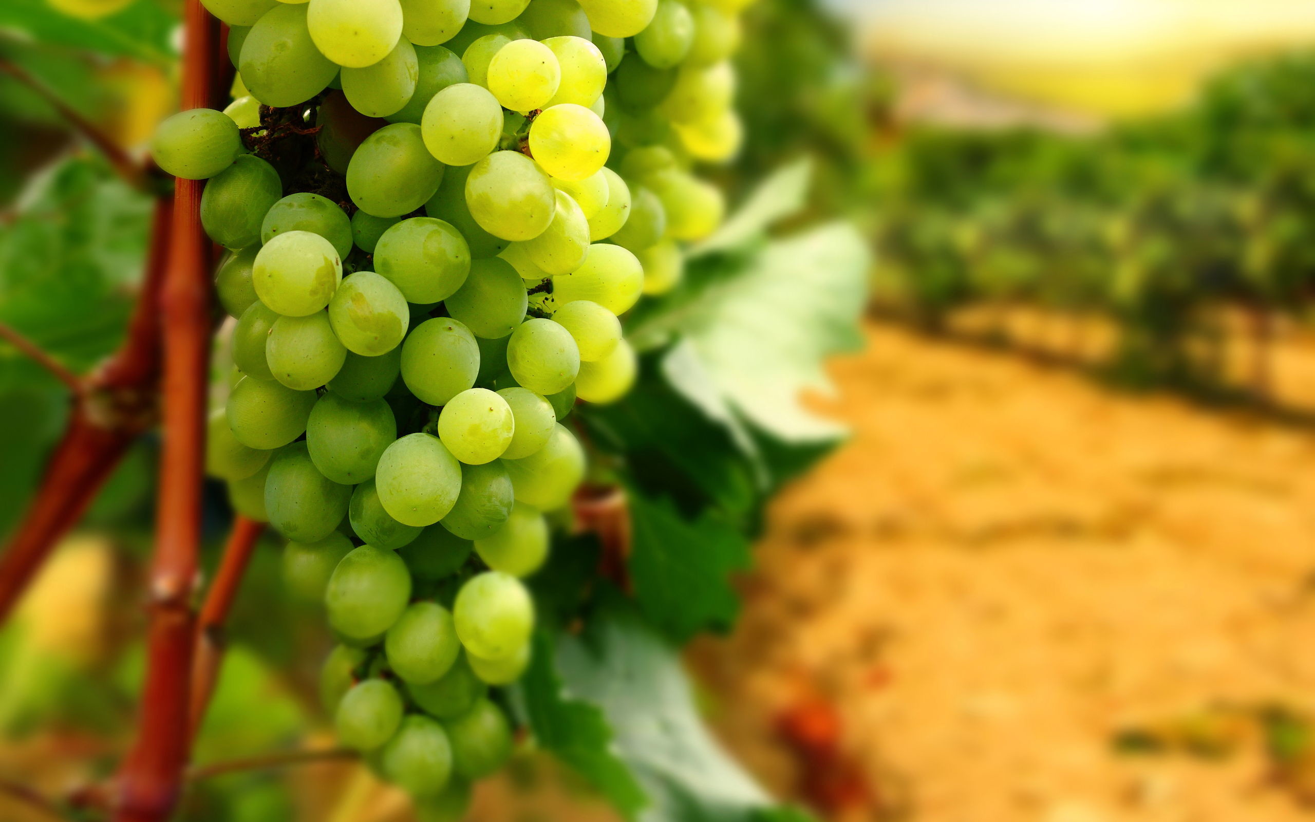 Uva bianca, Grappolo, Vigneto, Foglie, Macro, 16:10 2K, sfondo widescreen