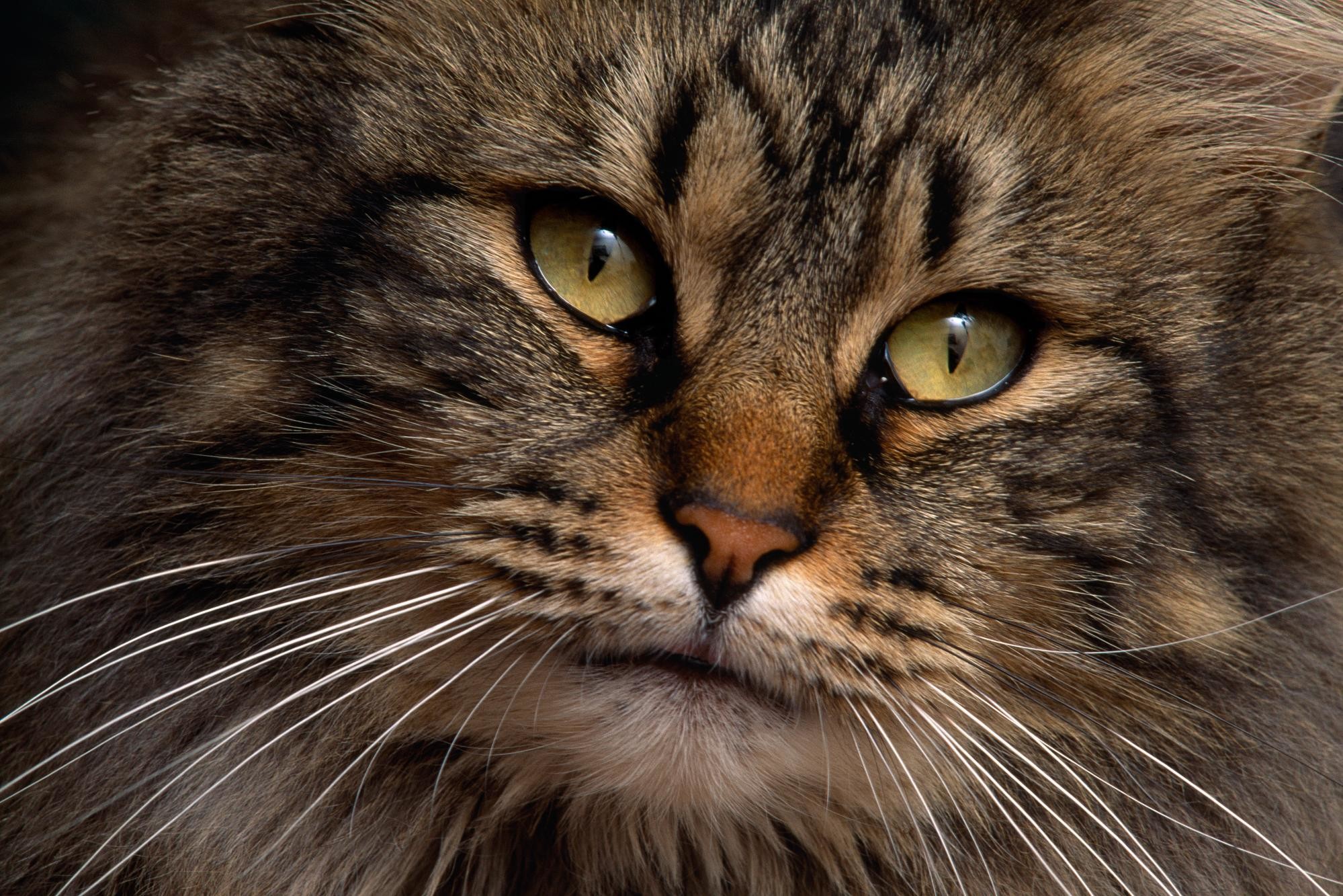 Gatto, Maine Coon, Ritratto, Occhi gialli, Full HD, sfondo desktop