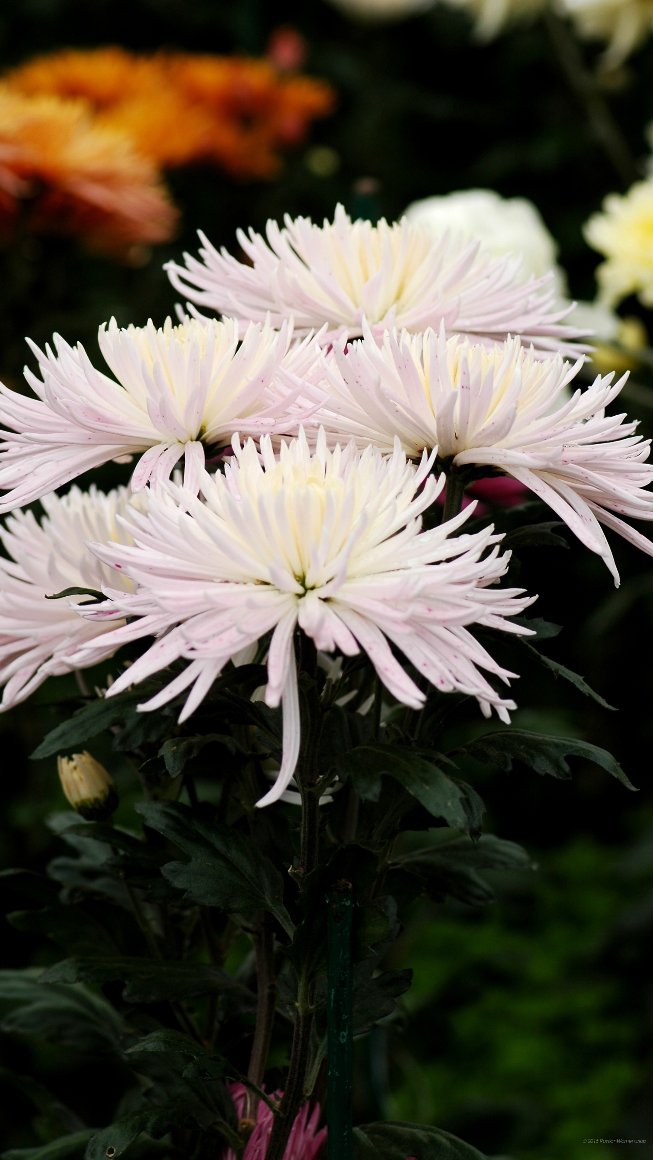 Crisantemi, Fiori bianchi, QHD+, sfondo per smartphone