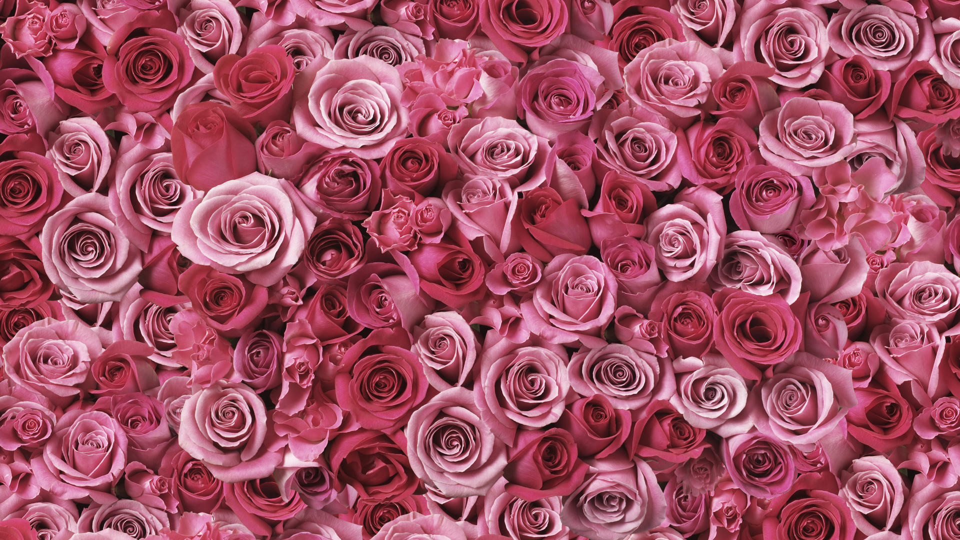 Rose rosa, Rose, Fiori, Full HD, wallpaper per computer