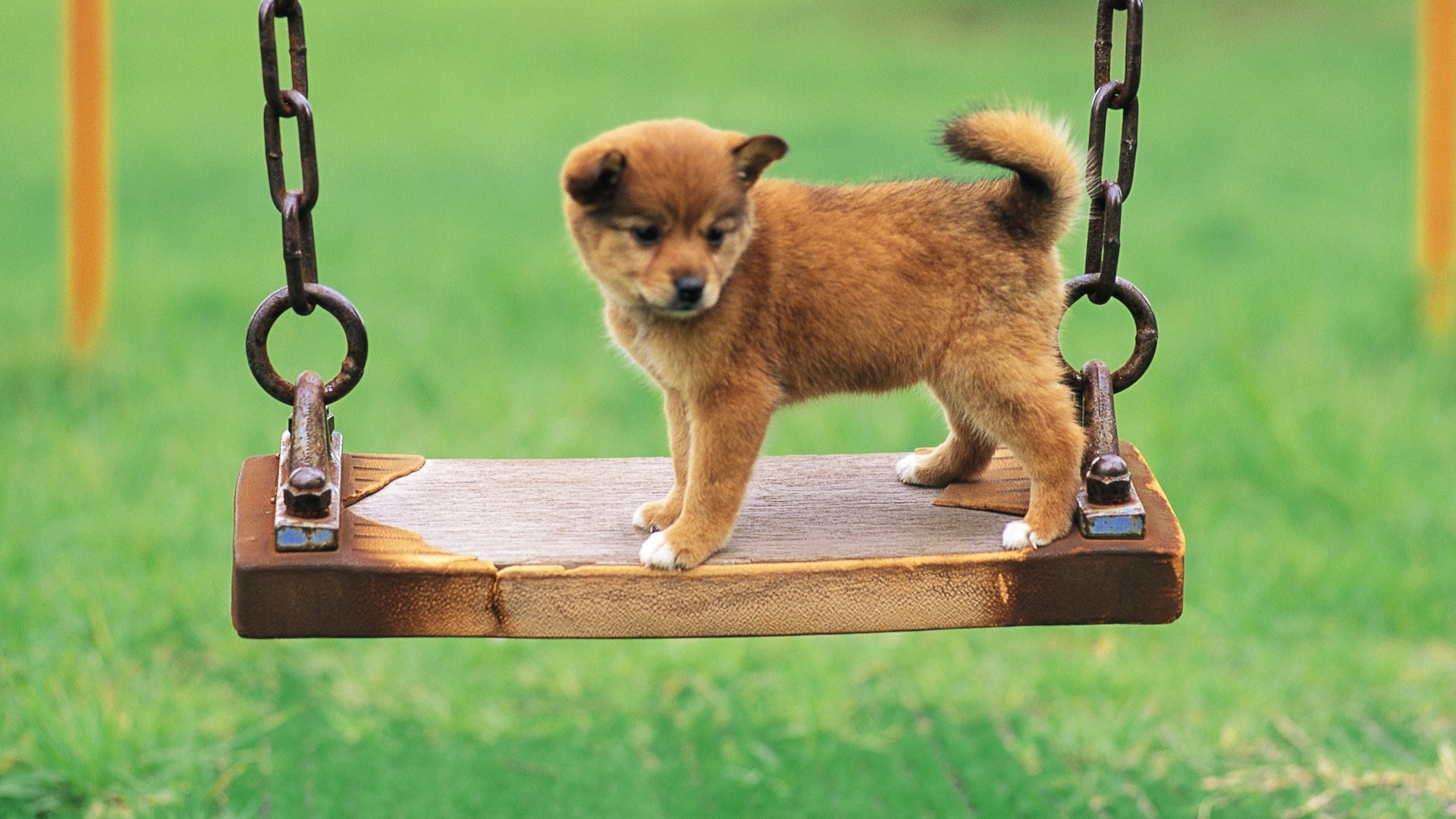 Shiba Inu, Cucciolo, Altalena, Prato, Full HD, sfondo per PC