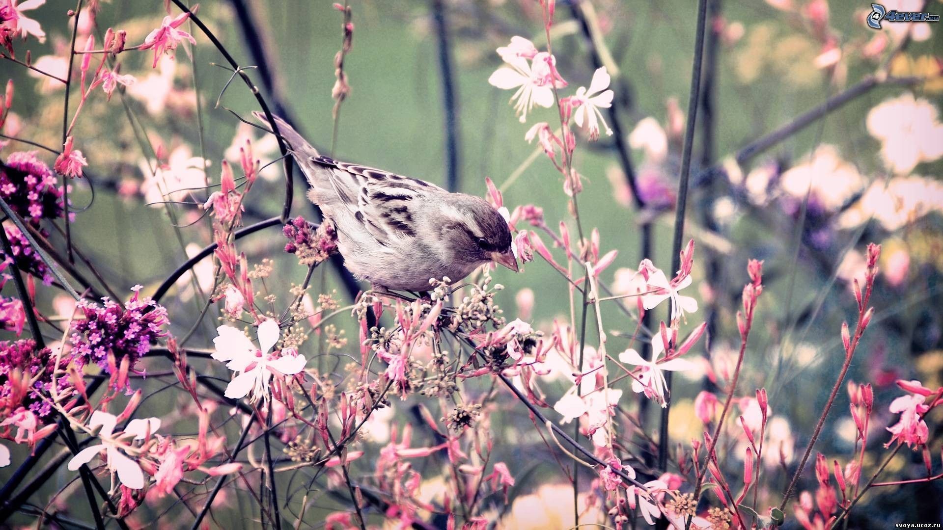 Passero, Fiori rosa, Rami, Primavera, sfondo per il tuo desktop