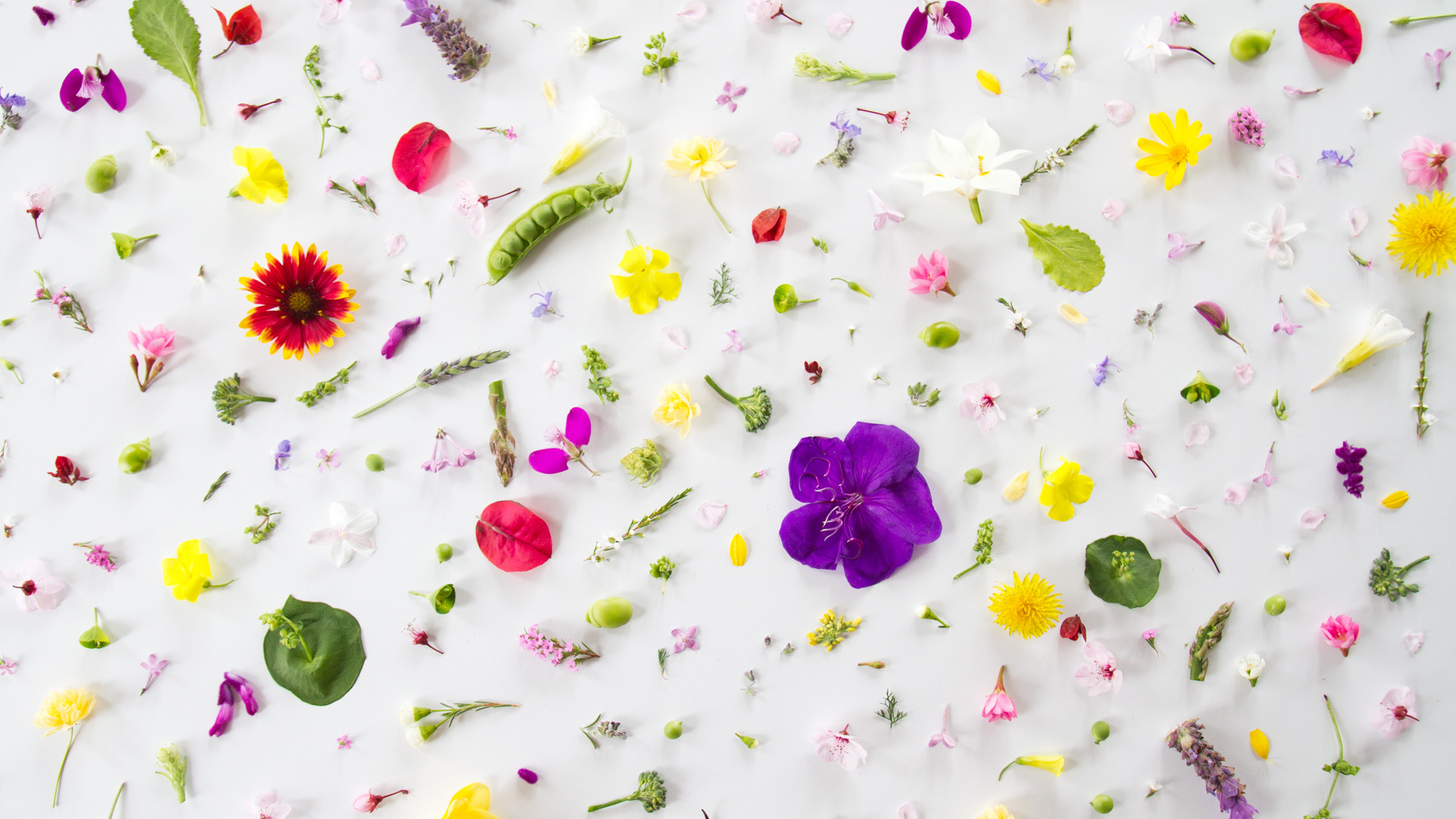Fiori, Petali, Flat lay, Sfondo bianco, 2K, wallpaper desktop