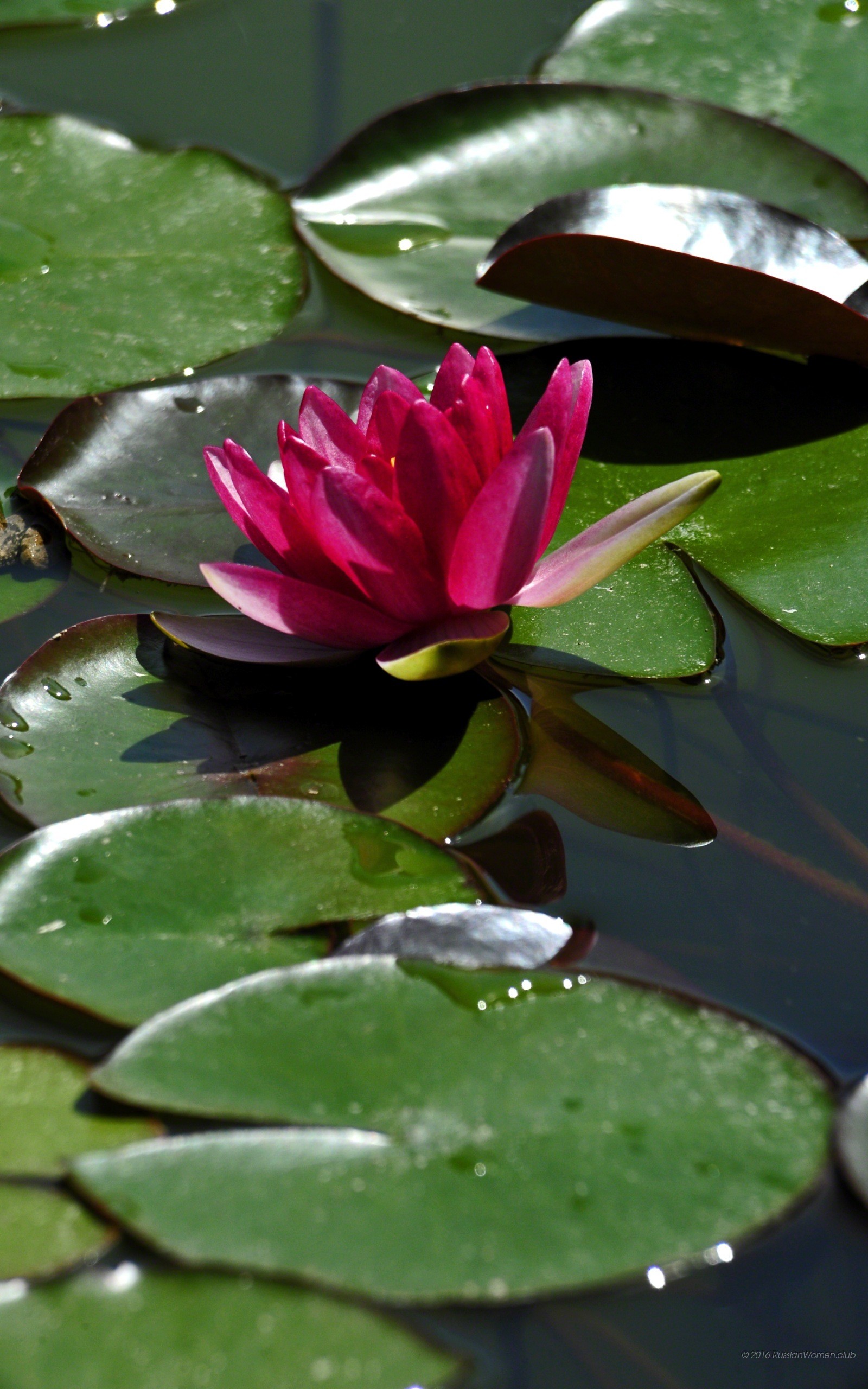 Ninfea, Fiore rosa, Foglie, QHD+, sfondo per cellulare