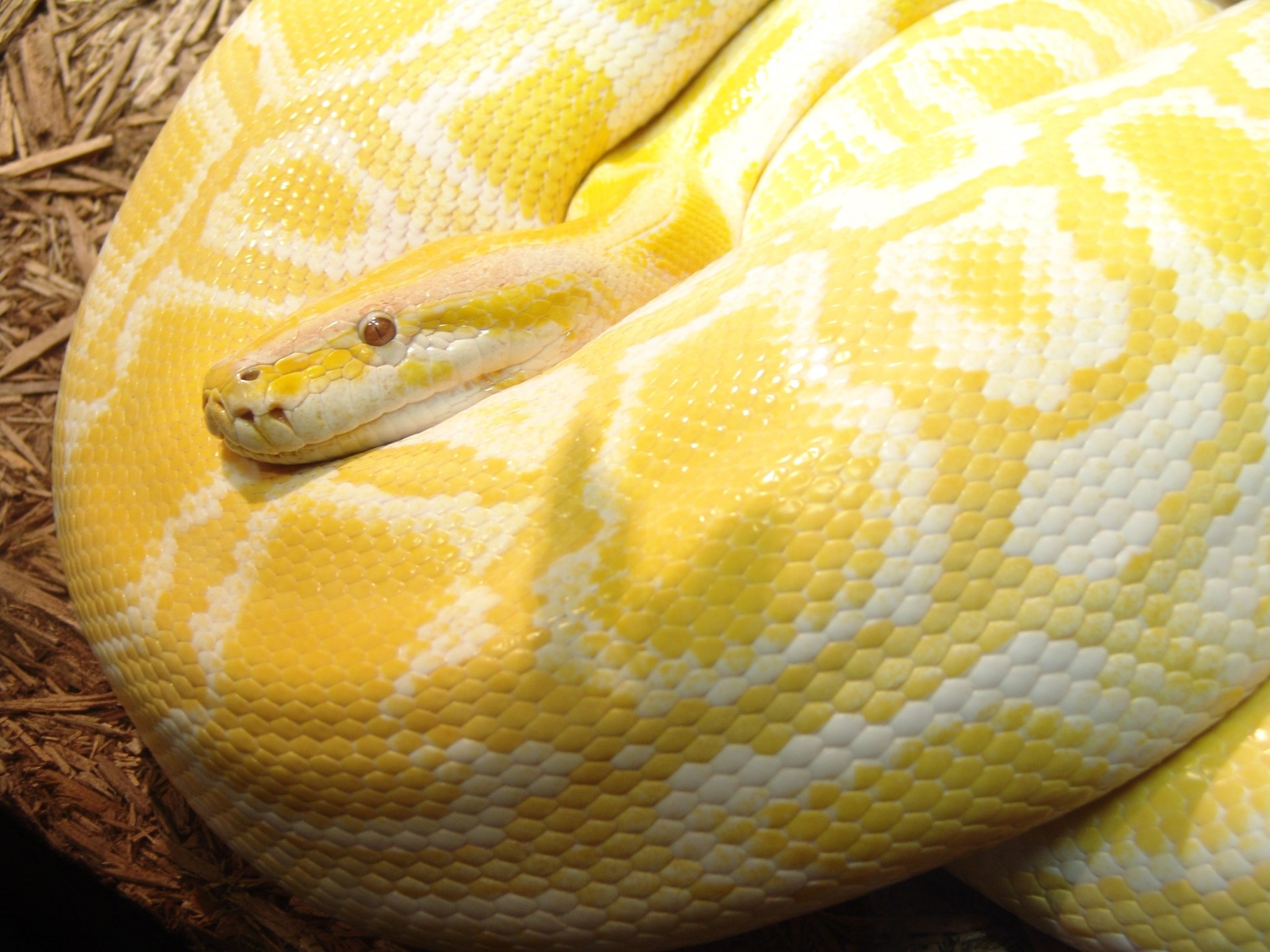 Pitone birmano albino, Giallo, Spire, Squame, Full HD, schermata di blocco iPad