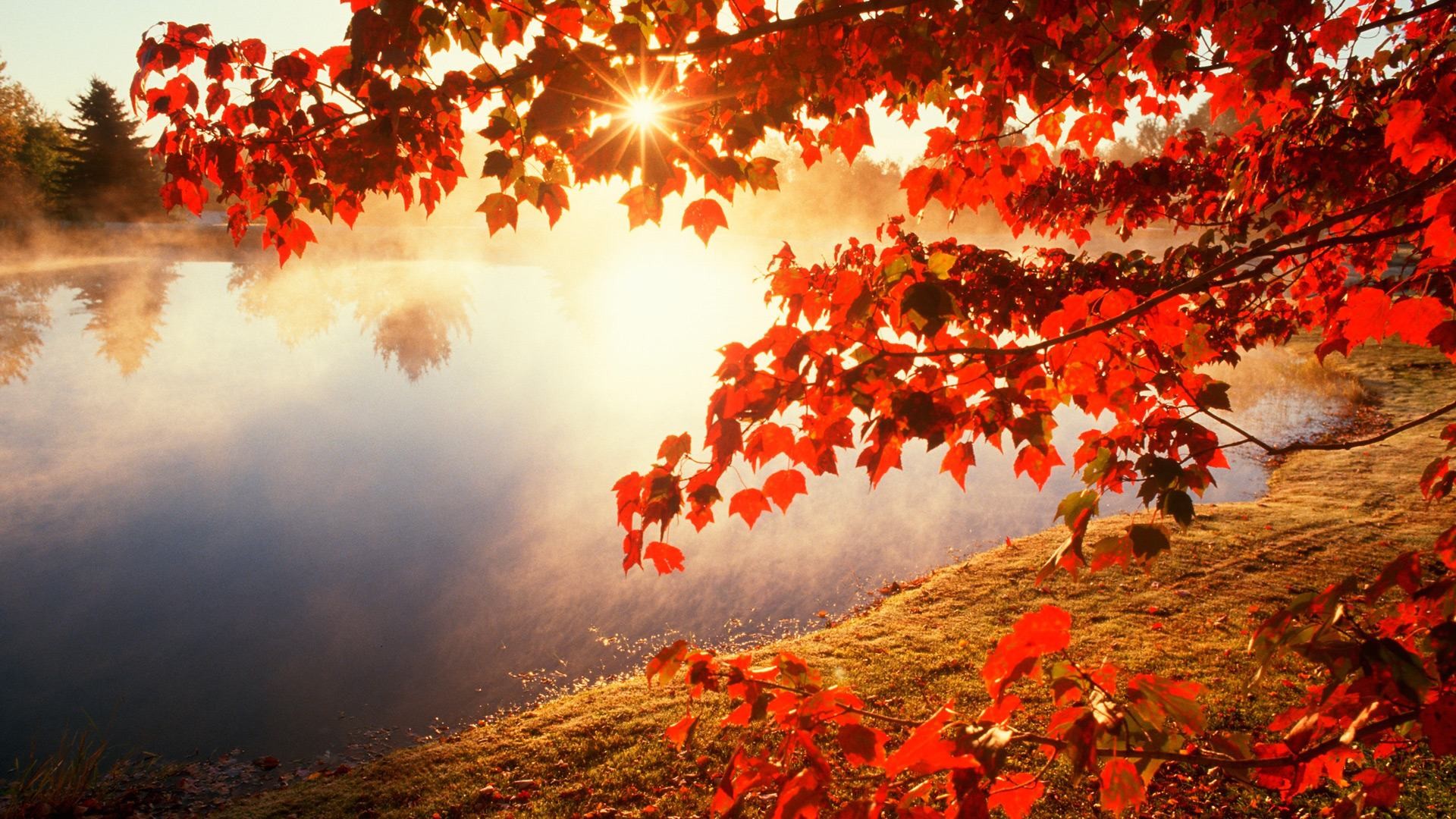 Lago, Foglie rosse, Nebbia, Sole, Full HD, wallpaper per computer