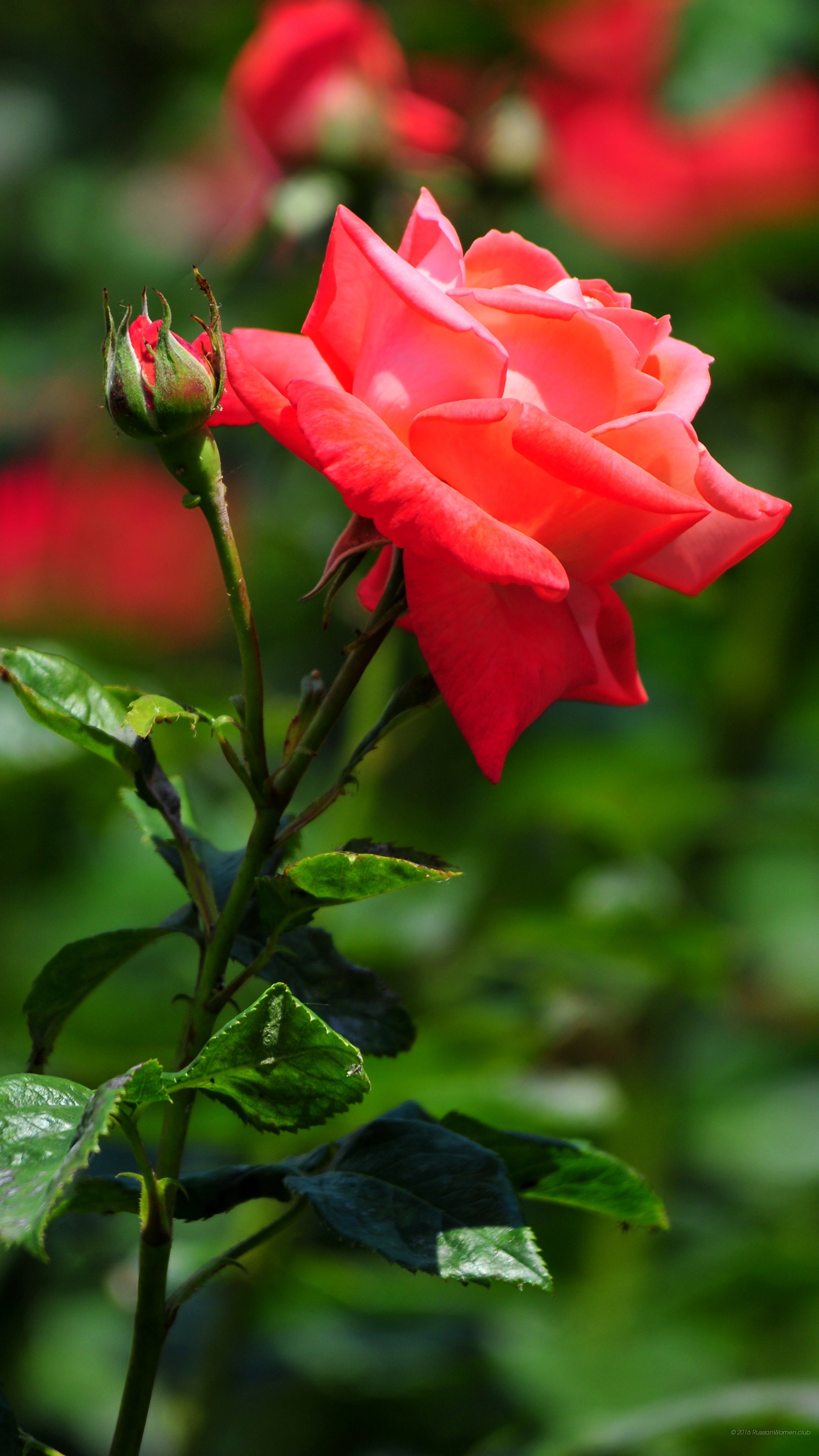 Rosa rossa, Giardino, Fiore, sfondo per desktop