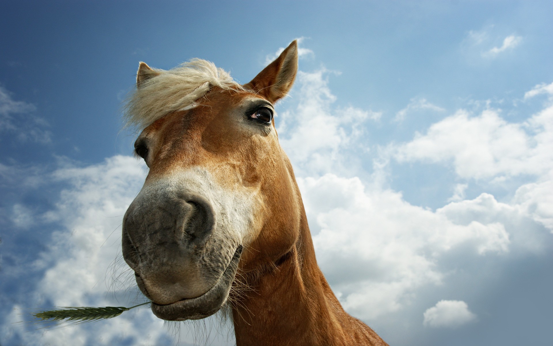 Cavallo, Muso, Divertente, Cielo nuvoloso, 1920x1200, sfondo per PC