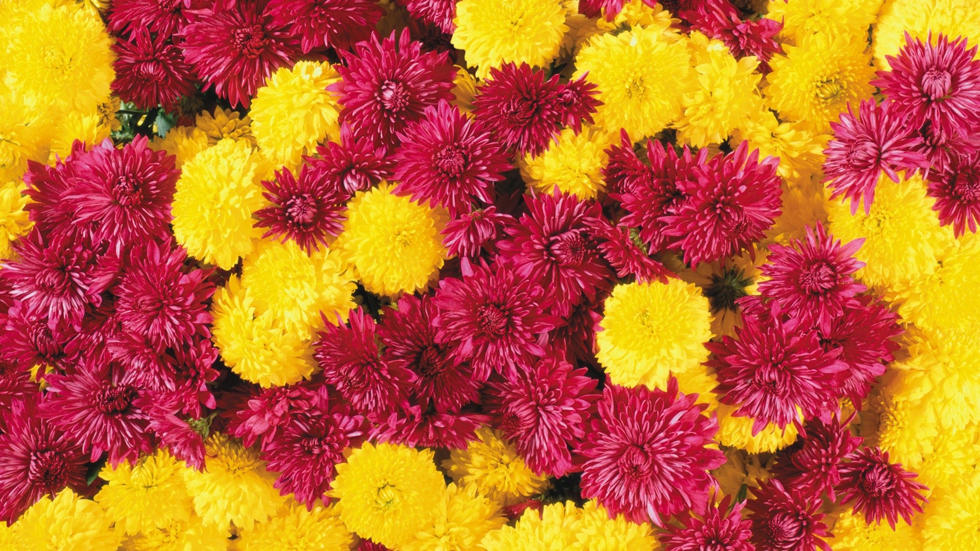 Crisantemi, Giallo e rosso, Tappeto di fiori, 1920x1080, immagine di sfondo