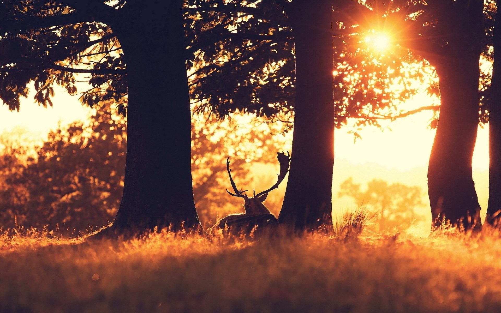 Cervo, Bosco, Controluce, Tramonto, 16:10 Full HD, sfondo widescreen