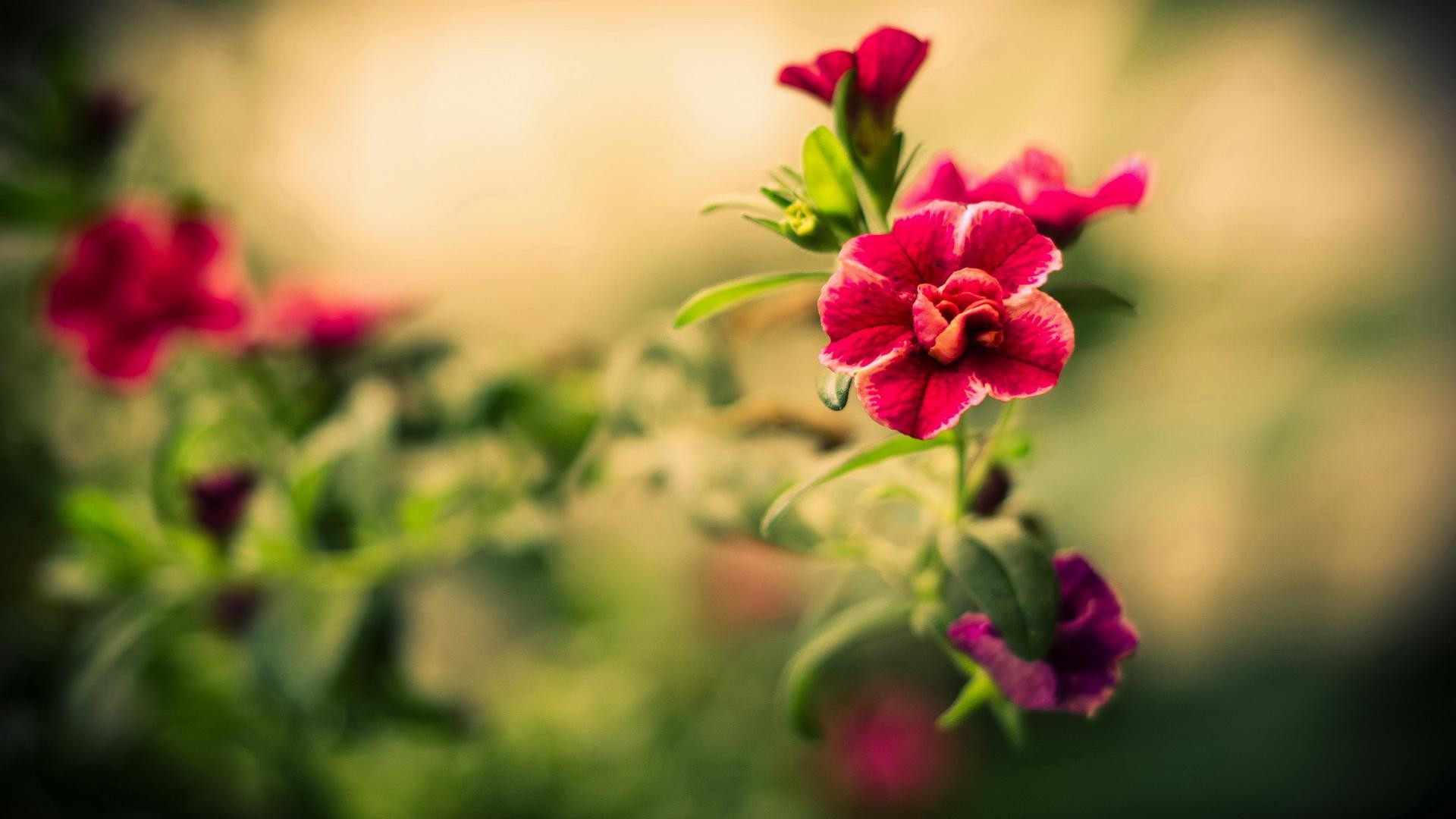 Petunie rosse, Immagine speculare, Bokeh, Macro, Fiori, Full HD, sfondo per PC