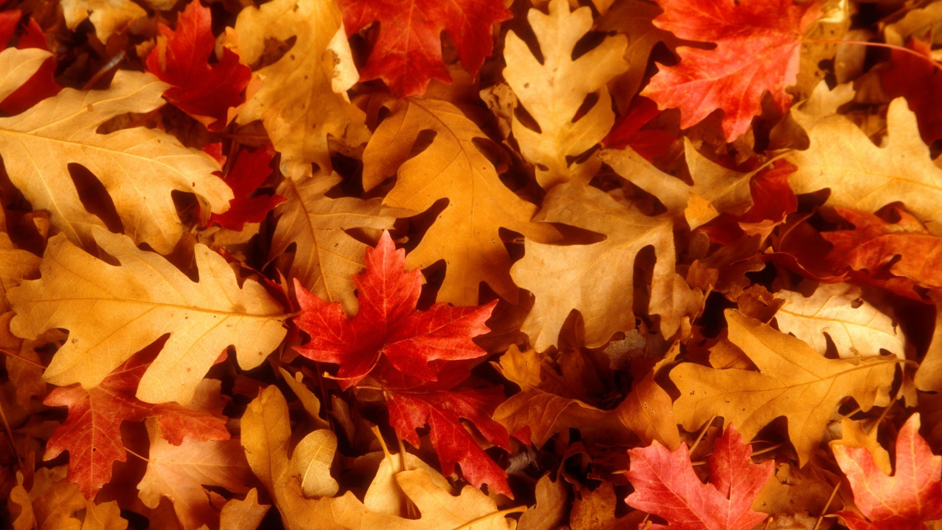 Foglie di quercia, Foglie cadute, Texture, Full HD, sfondo per PC e portatile