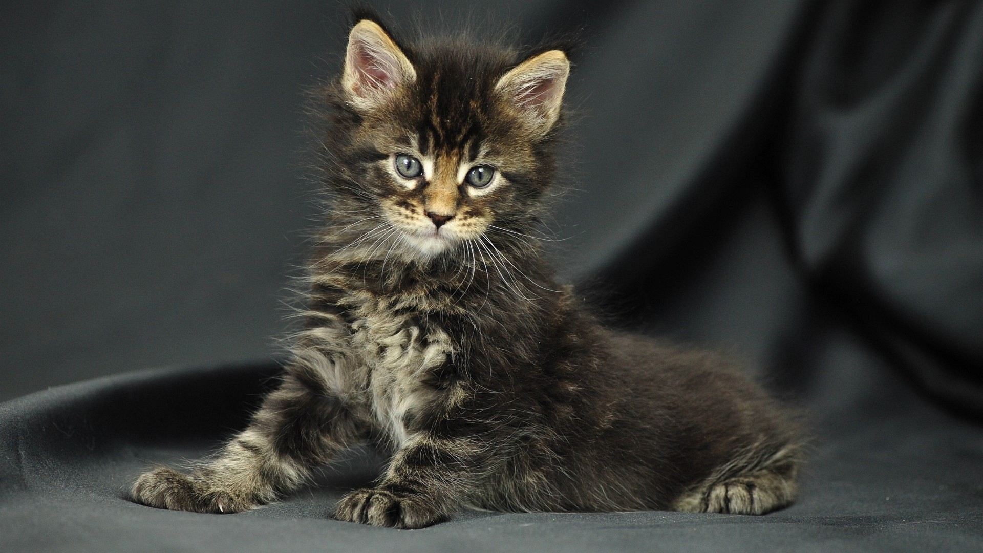 Gattino, Maine Coon, Sfondo grigio, Full HD, wallpaper per portatile