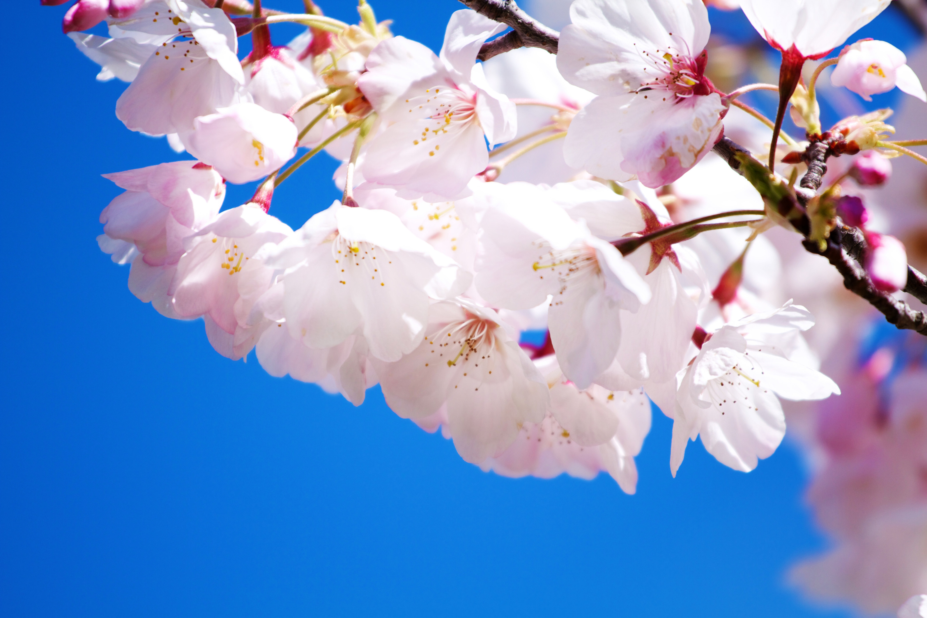 Fiori di ciliegio, Sakura, Cielo blu, 2K, sfondo per PC
