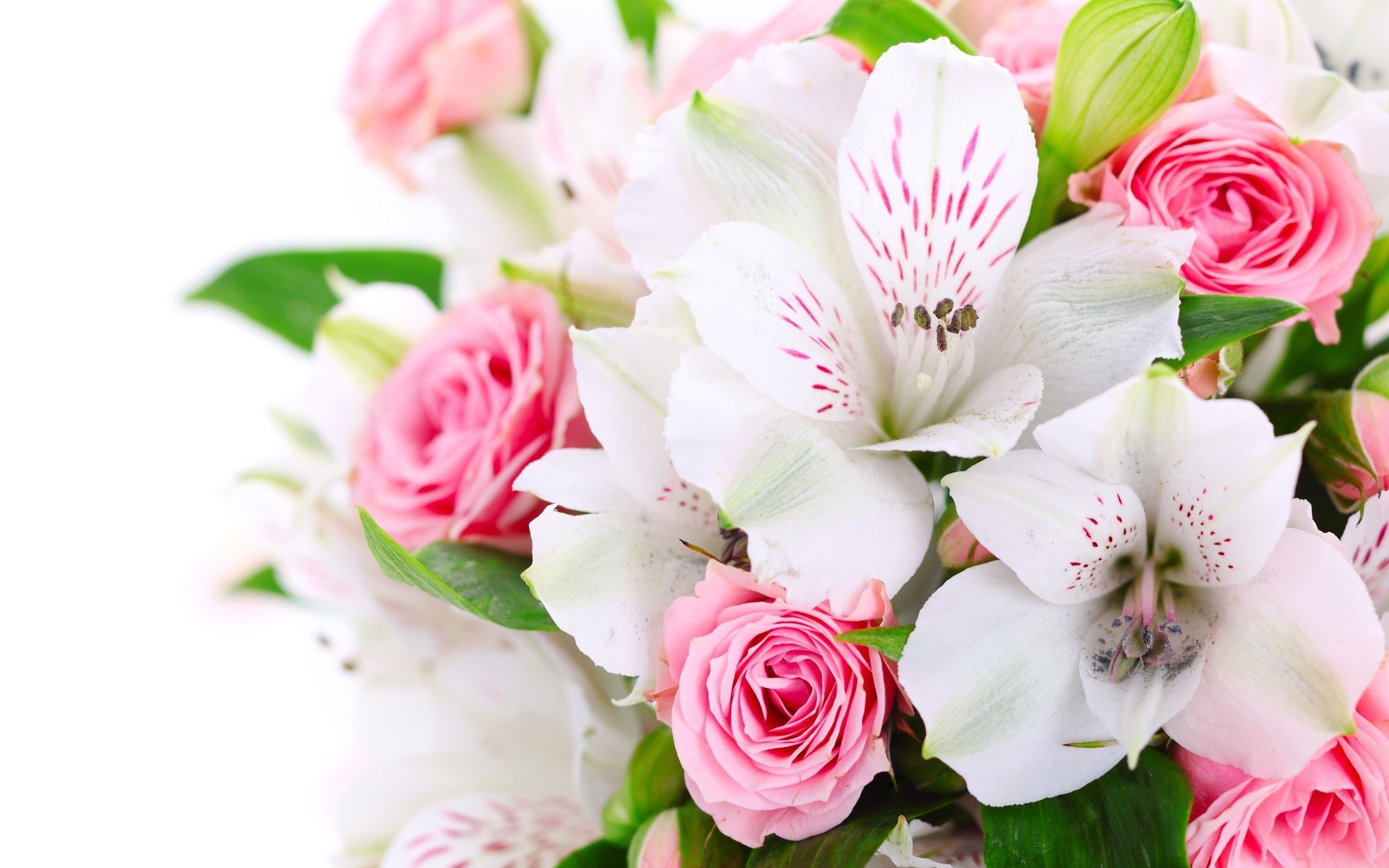 Bouquet, Alstroemeria, Rose rosa, Fiori bianchi, Sfondo bianco, 16:10 2K, wallpaper widescreen