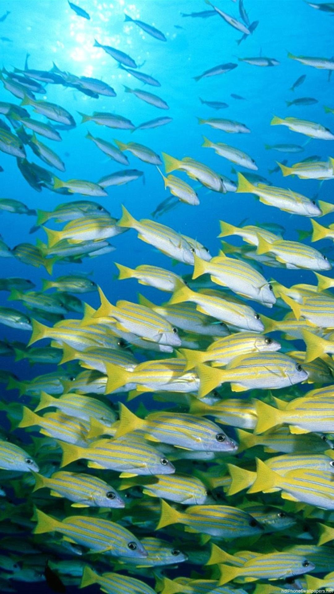 Banco di pesci, Oceano, Sott'acqua, Full HD, sfondo iPhone