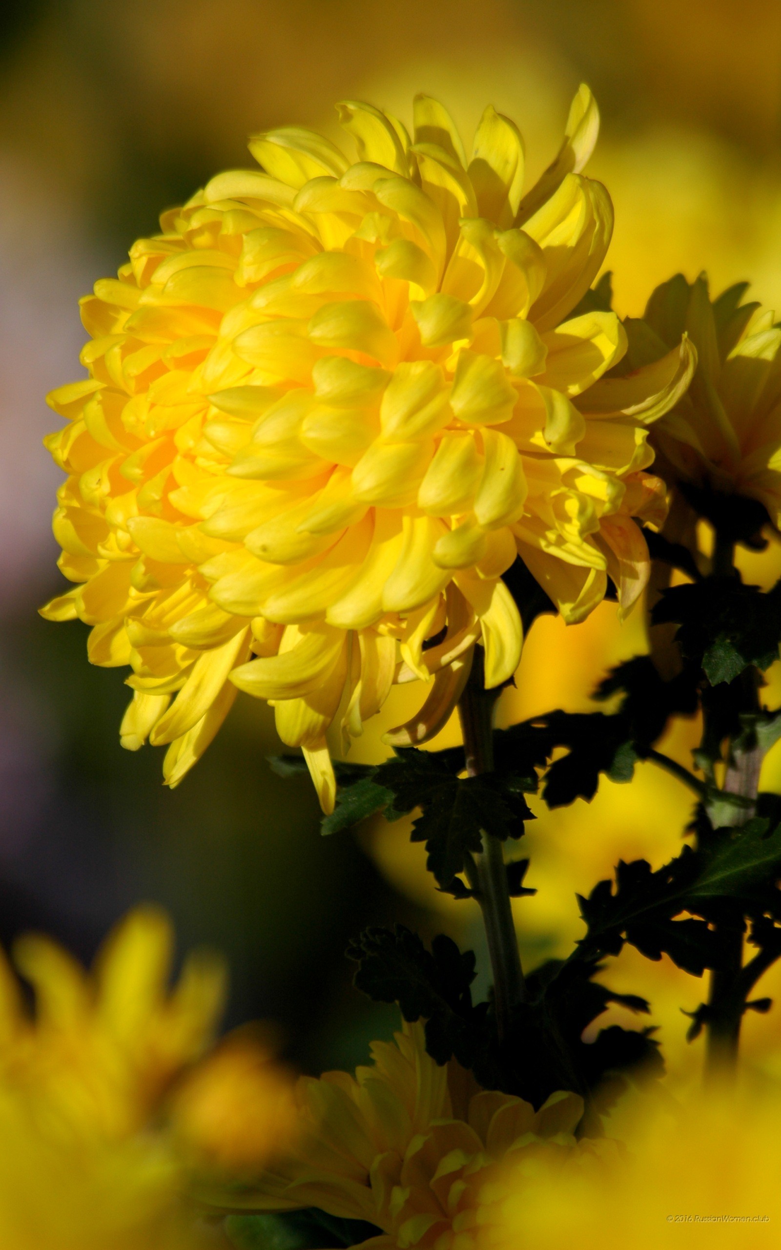 Crisantemo, Fiore giallo, Macro, wallpaper Windows 10