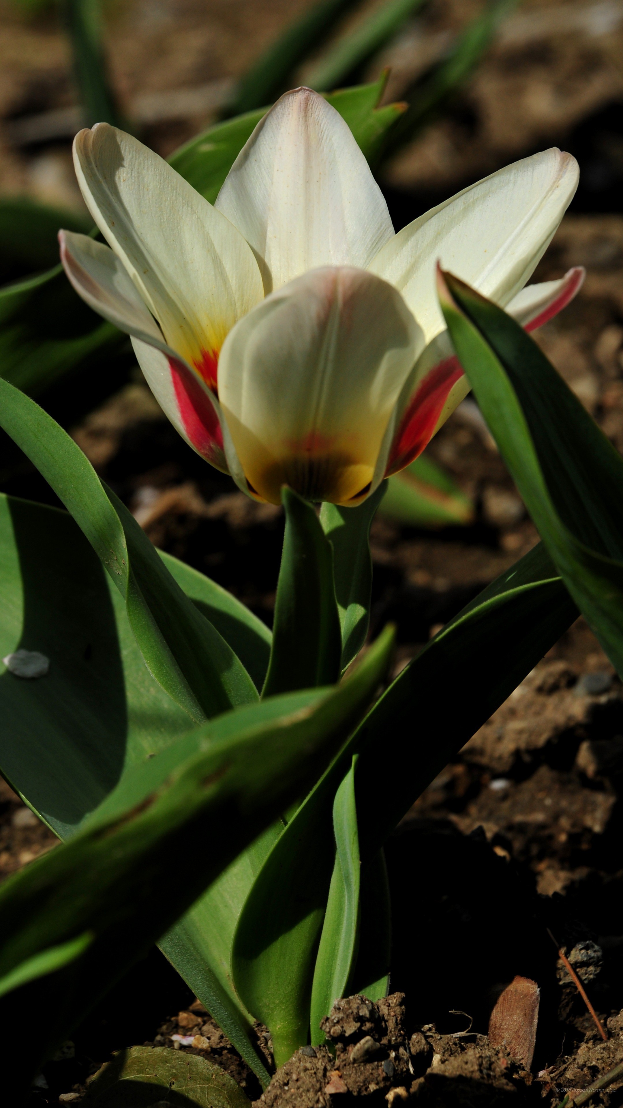 Tulipano, Fiore bianco, Foglie, Primavera, wallpaper per cellulare