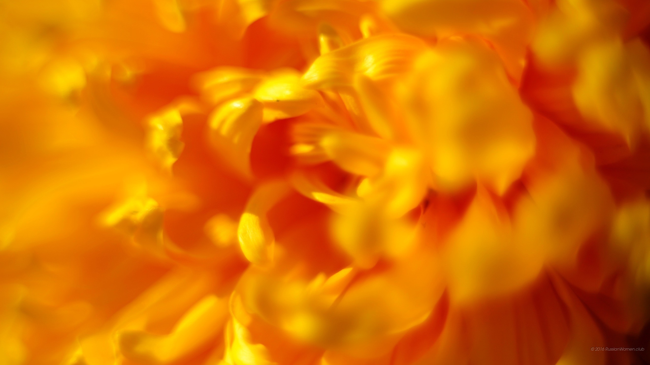 Fiore arancione, Macro, Sfocato, 2K, wallpaper desktop
