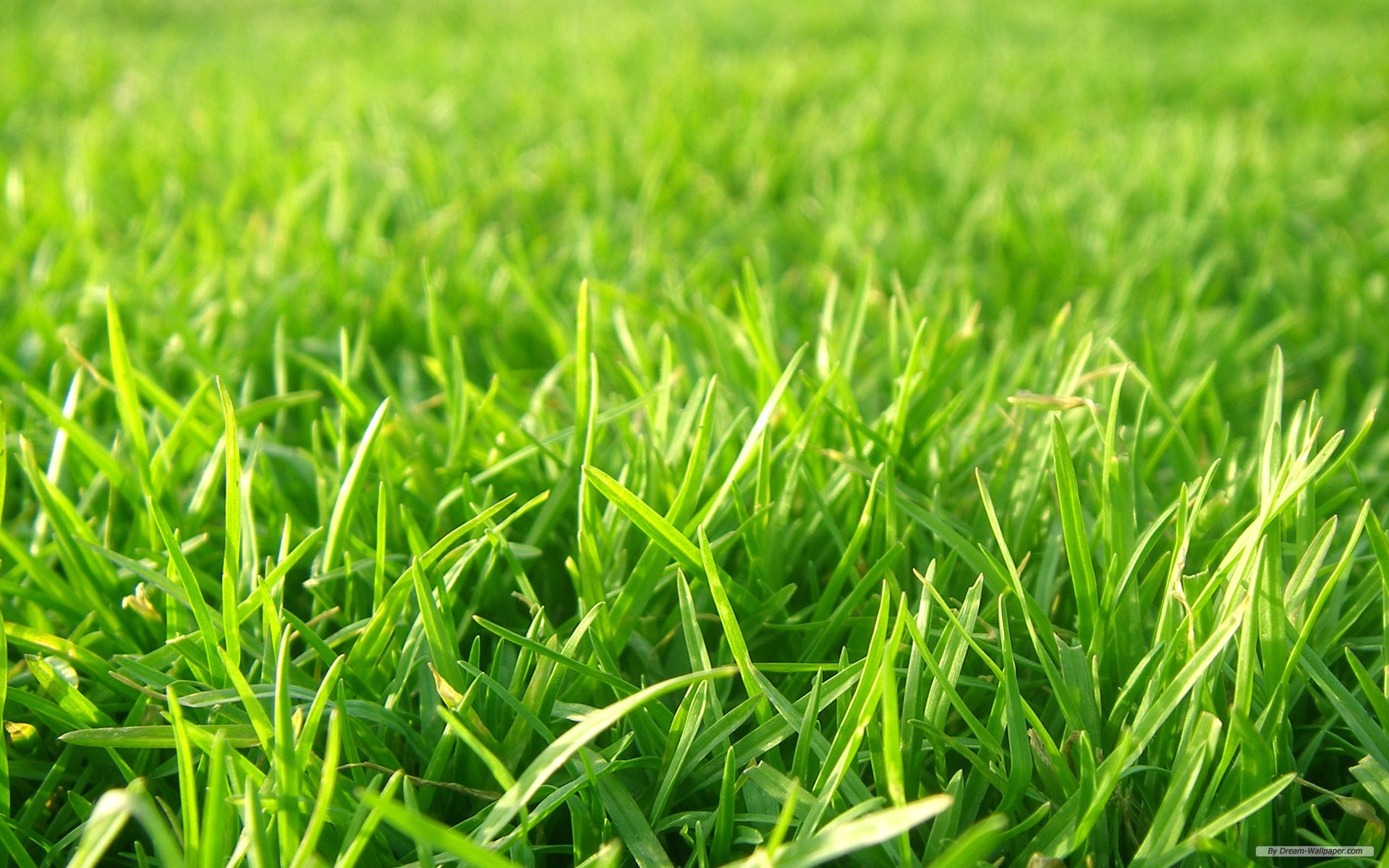 Prato, Erba, Primo piano, Verde, Full HD, sfondo per PC e portatile