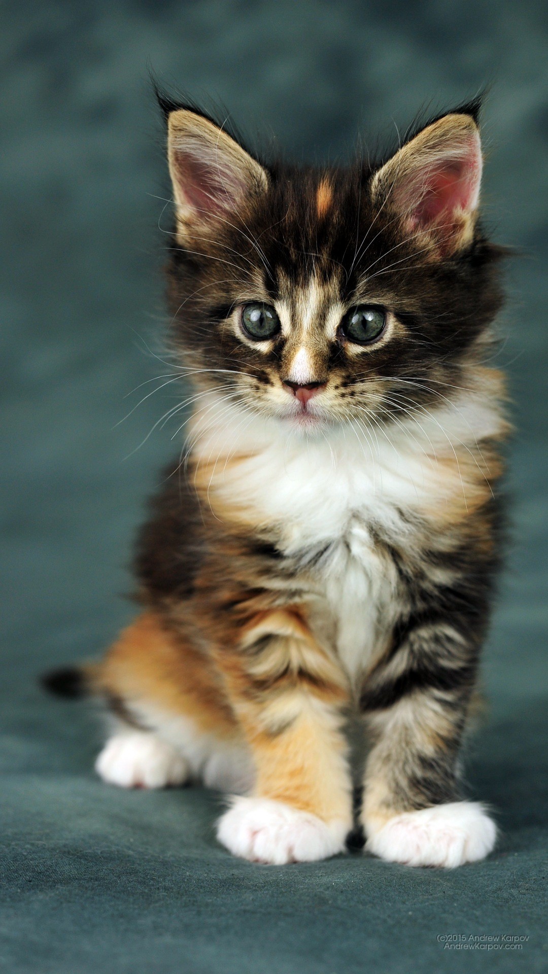 Gattino, Calicò, Maine Coon, Full HD, sfondo per iPhone e Android