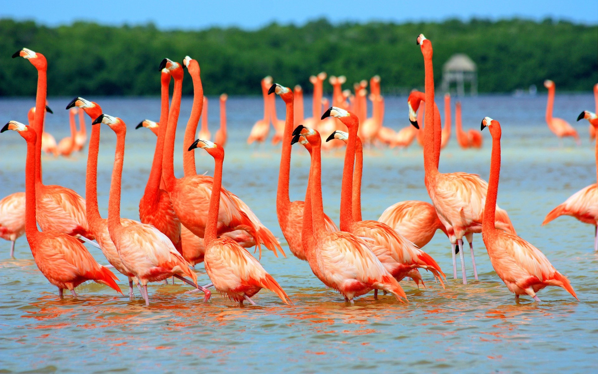 Fenicotteri americani, Stormo, Laguna, Arancione, 16:10 Full HD, sfondo widescreen