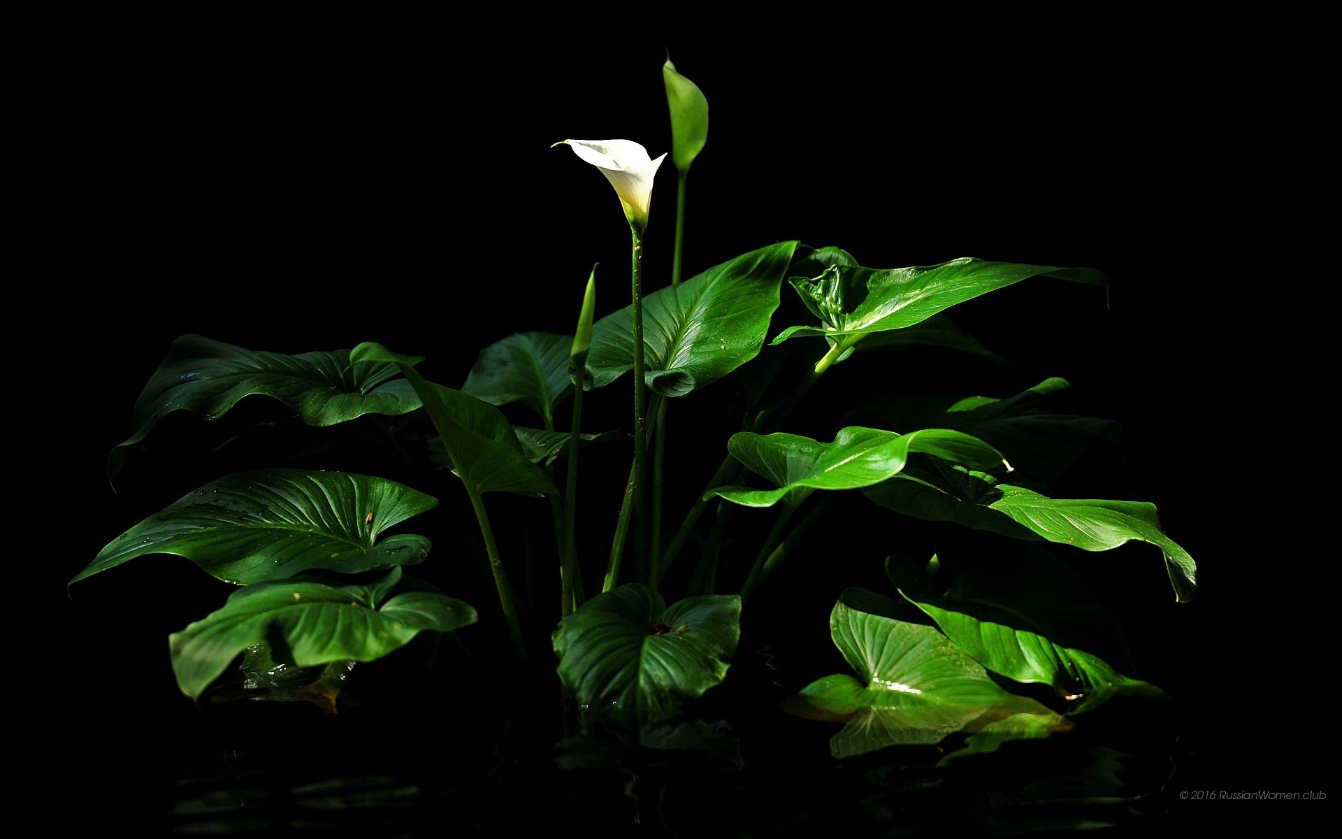 Sfondi: Acer Iconia Tab 10 A3-A40 - Tournée, Vacanza, Natura, Fiori, Viaggio; Fotografie carta da parati, sfondo Full HD