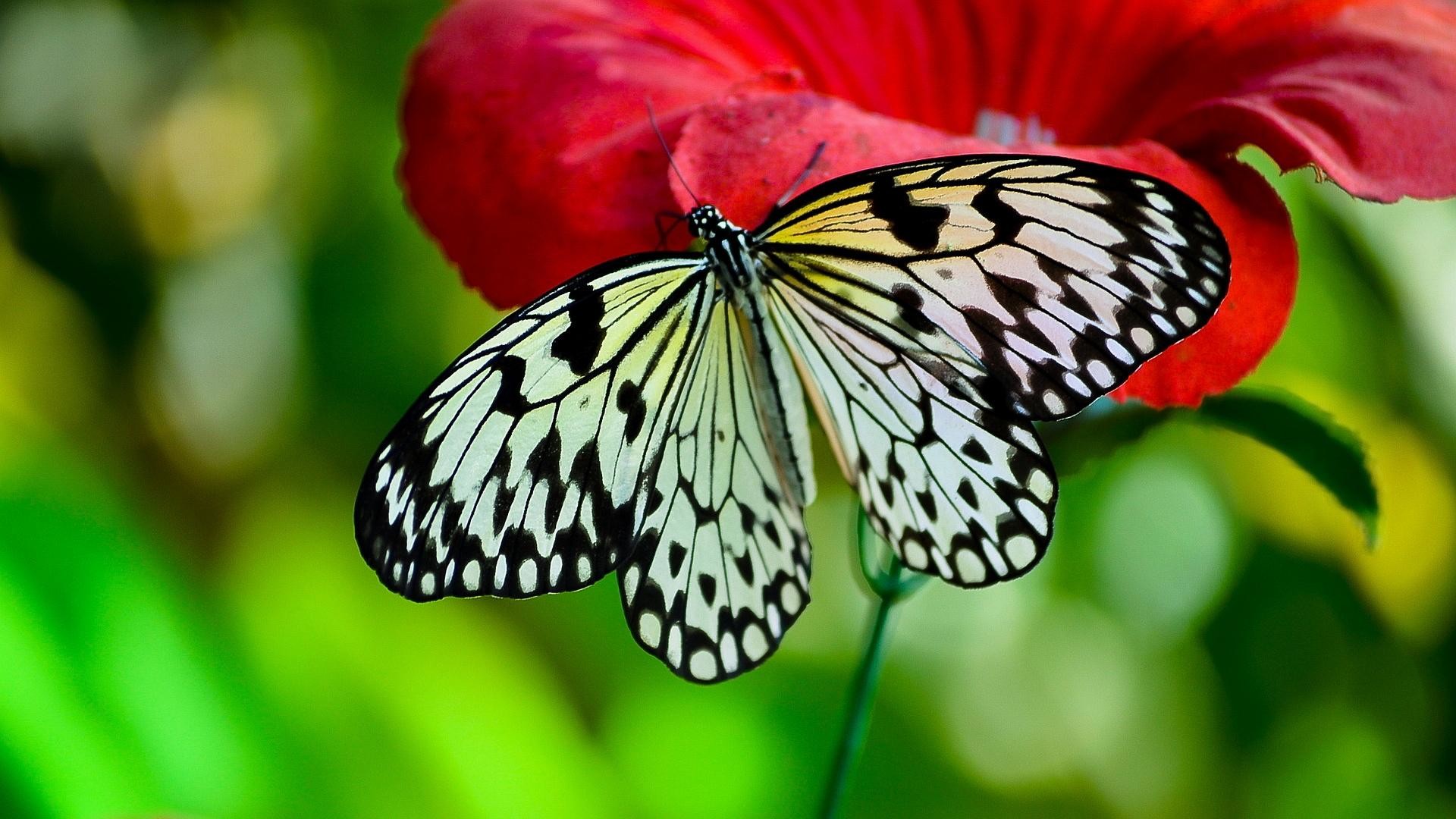 Idea leuconoe, Farfalla, Fiore rosso, Macro, 1920x1080, immagine di sfondo
