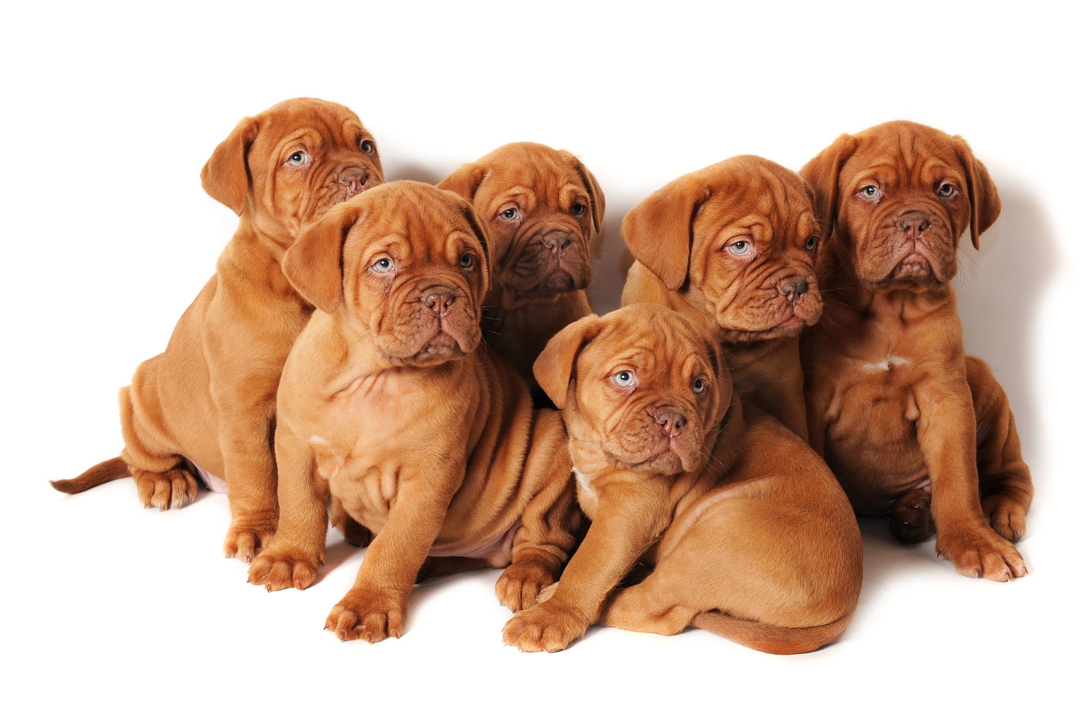 Dogue de Bordeaux, Cuccioli, Sfondo bianco, Full HD, wallpaper per portatile