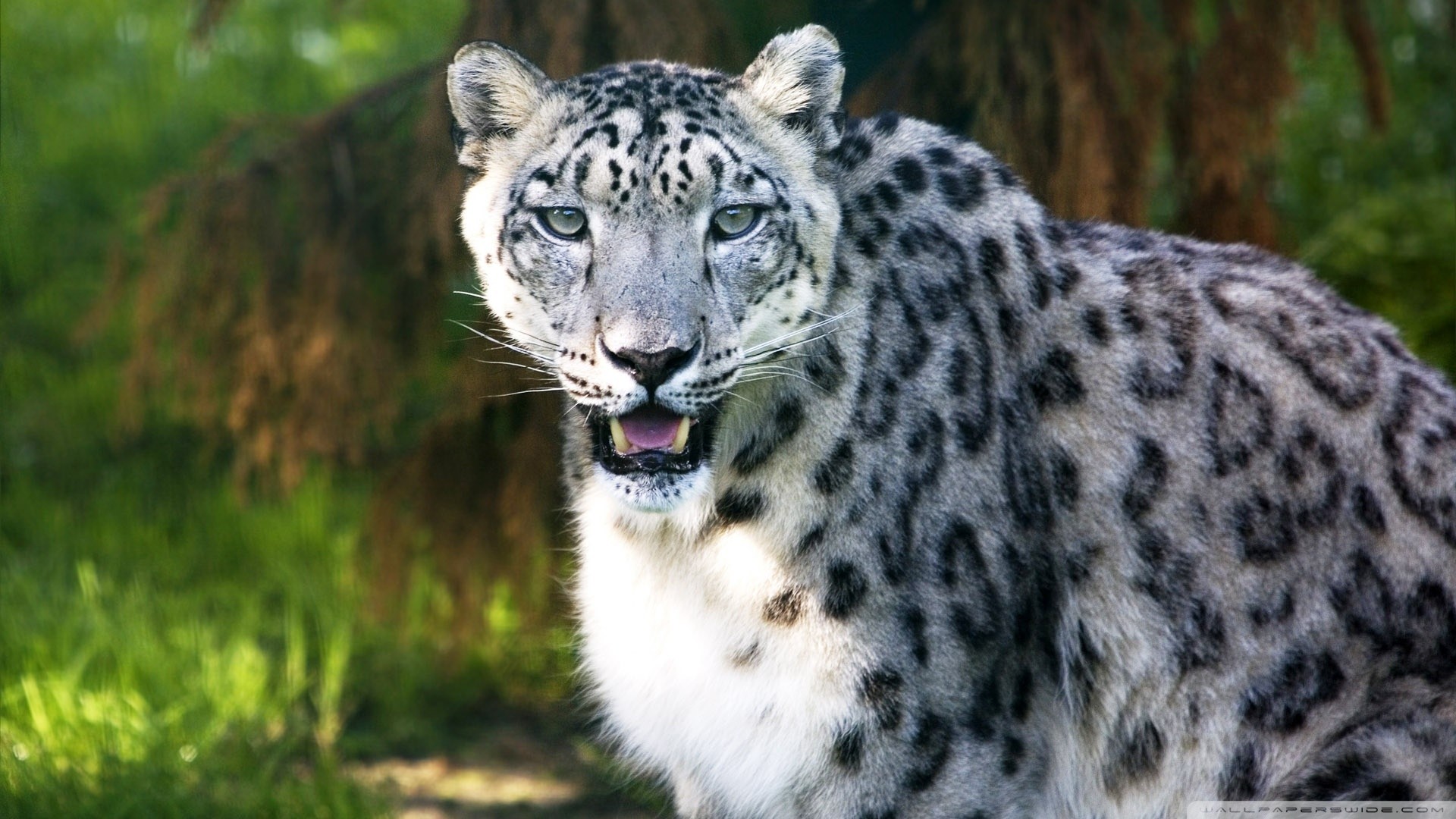 Leopardo delle nevi, Felino, Foresta, Ritratto, 16:9 Full HD, sfondo widescreen