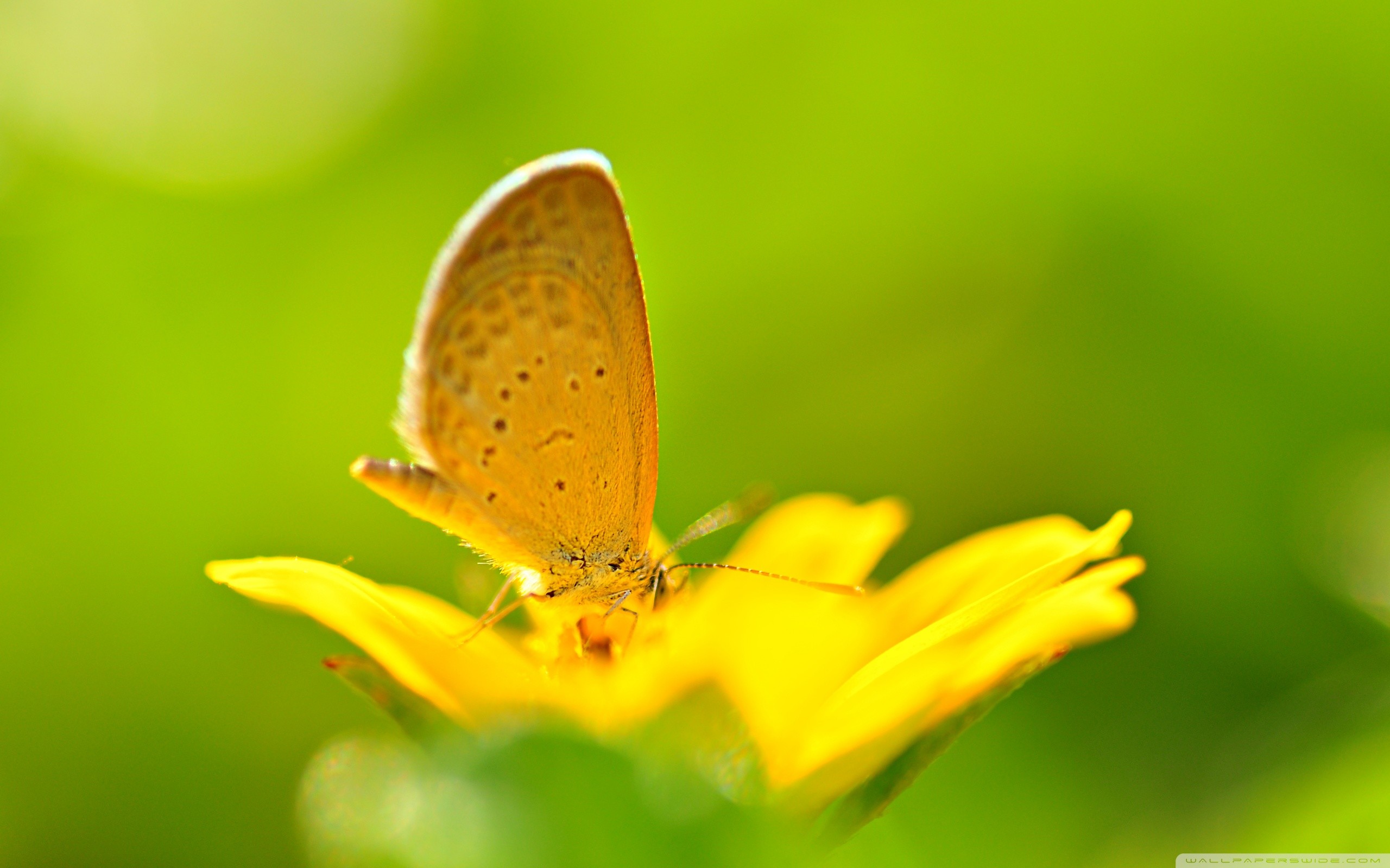 Farfalla, Fiore giallo, Macro, Verde, 2K, wallpaper per portatile