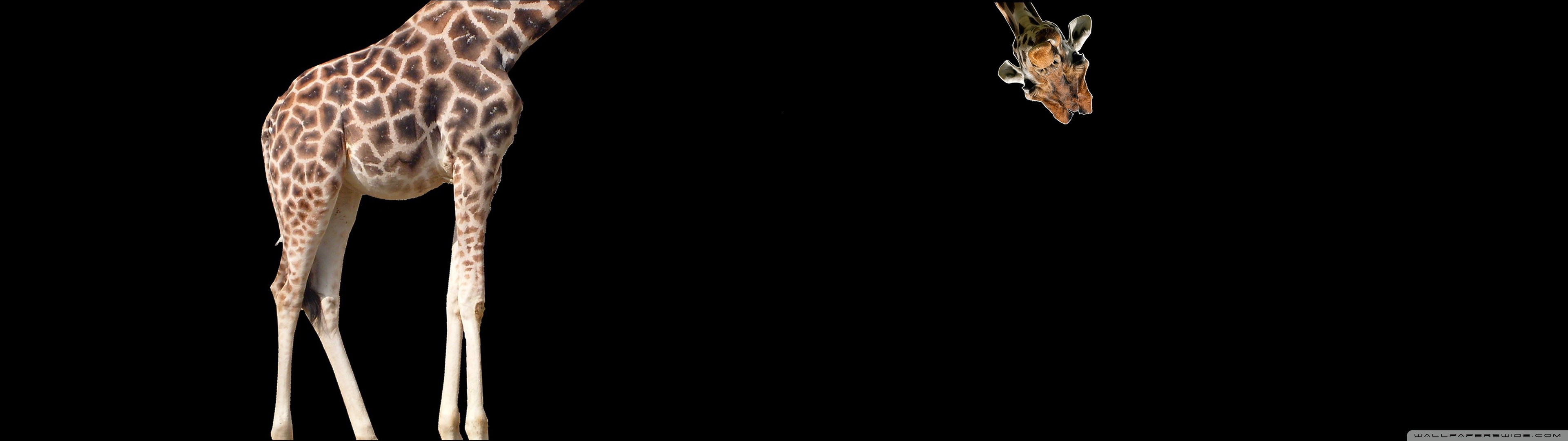 Giraffa, Sfondo nero, Umorismo, Minimalista, 32:9 Full HD, wallpaper widescreen