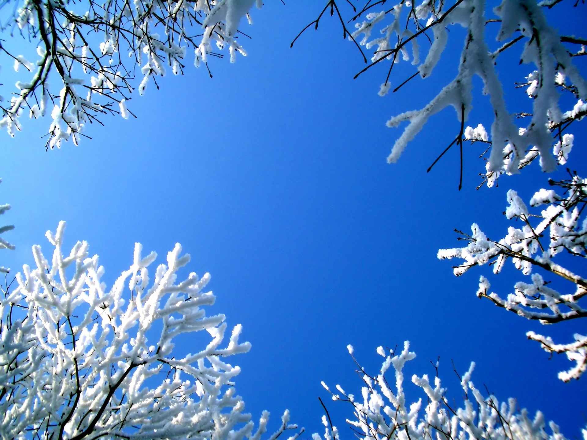 Rami innevati, Cielo azzurro, Brina, Full HD, wallpaper per tablet