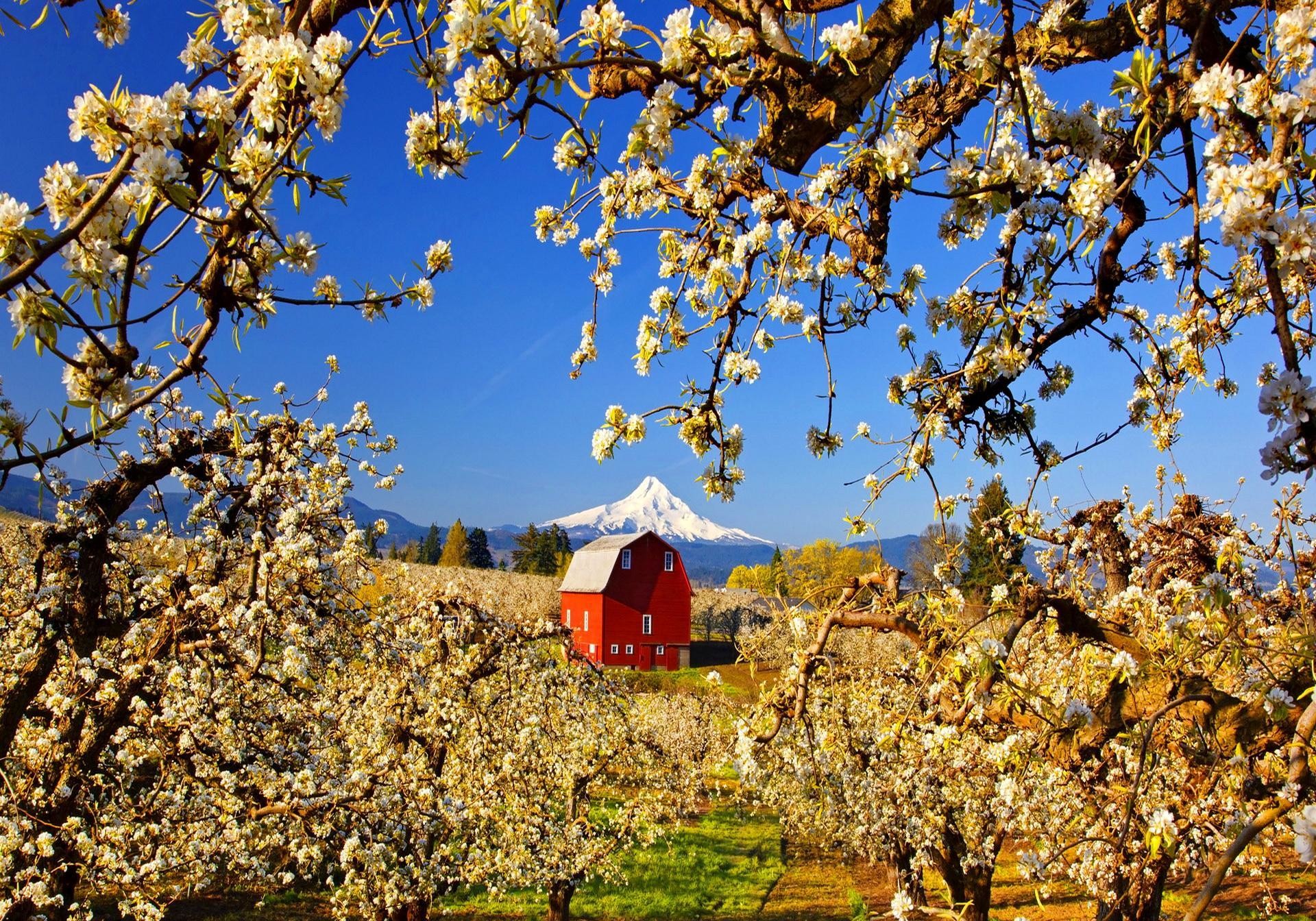 Frutteto in fiore, Monte Hood, Fienile rosso, Oregon, Meli in fiore, sfondo Full HD per portatile