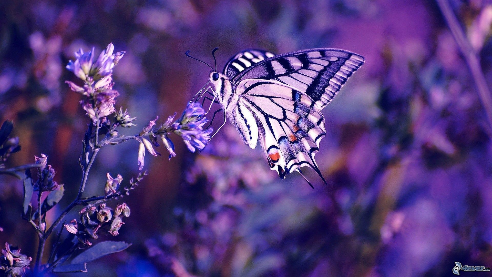Macaone, Farfalla, Lavanda, Viola, Full HD, sfondo per PC