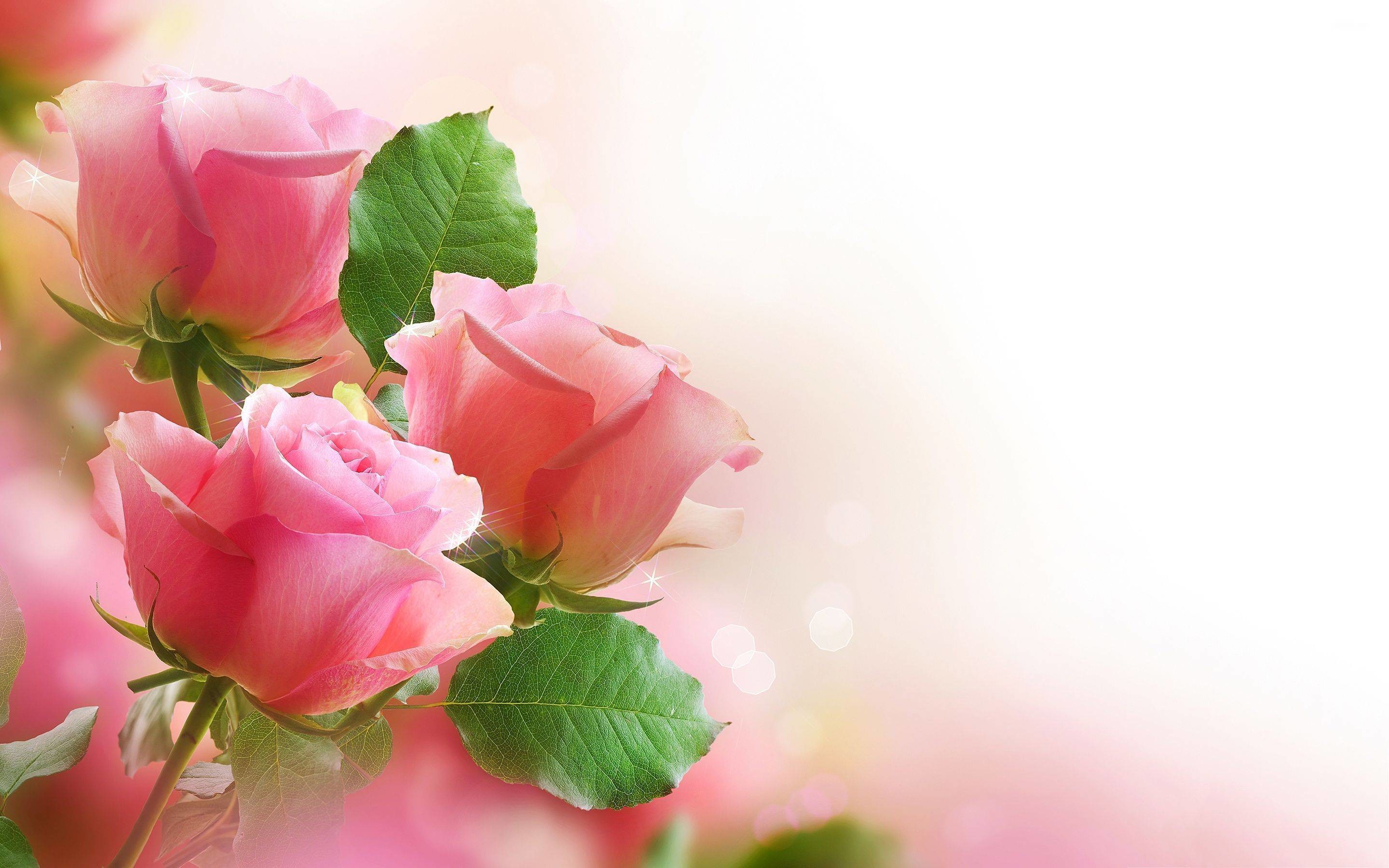 Rose rosa, Boccioli, Foglie, Sfondo bianco, Primo piano, 2K, wallpaper desktop