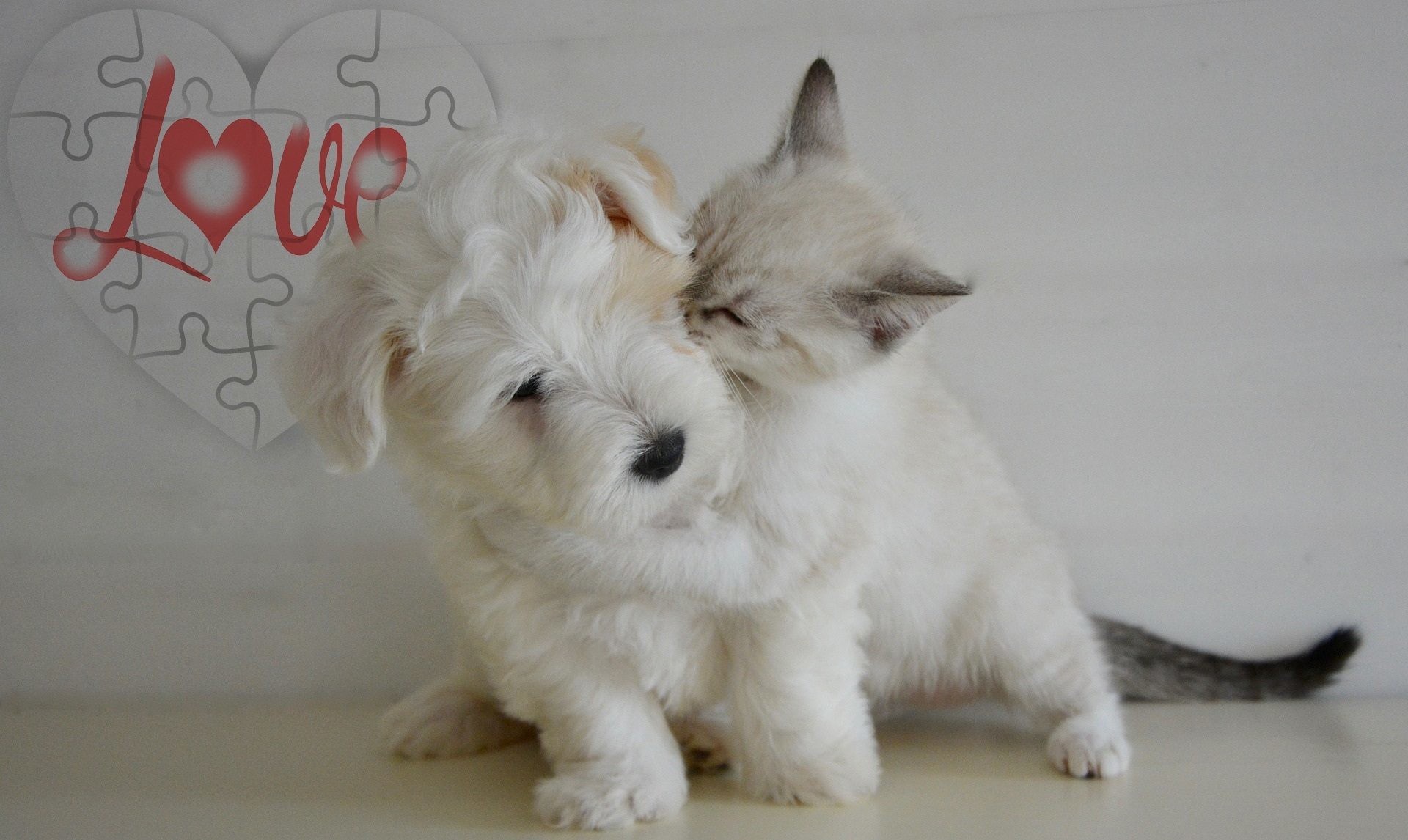 Cucciolo, Gattino, Love, Amicizia tra animali, Full HD, sfondo per PC e portatile