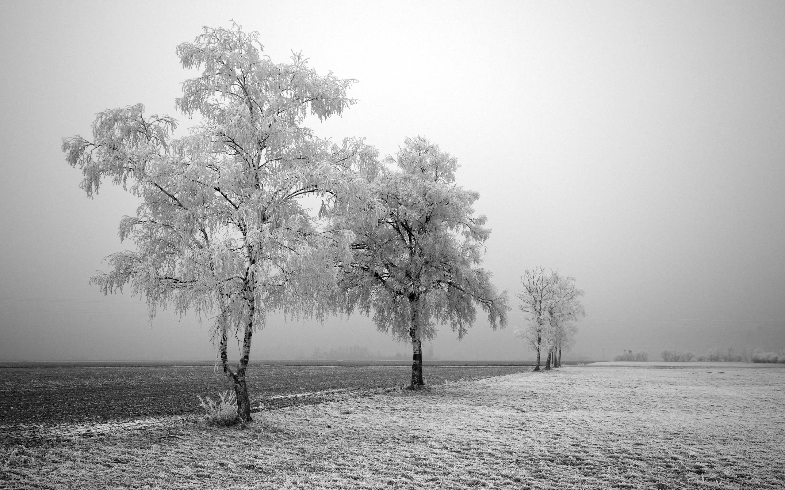 Alberi innevati, Brina, Inverno, Nebbia, 2560x1600, immagine di sfondo