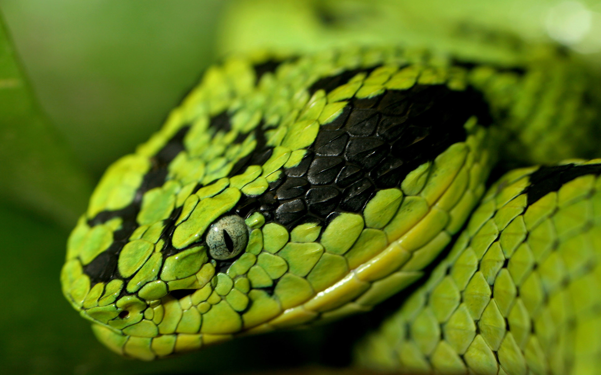 Vipera verde, Trimeresurus, Squame, Macro, 1920x1200, sfondo per PC
