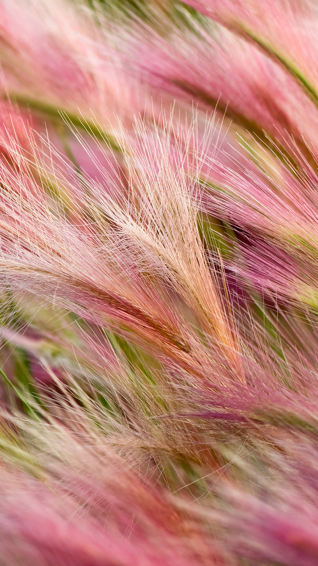 Erba, Rosa, Mosso, Full HD, sfondo Samsung S3