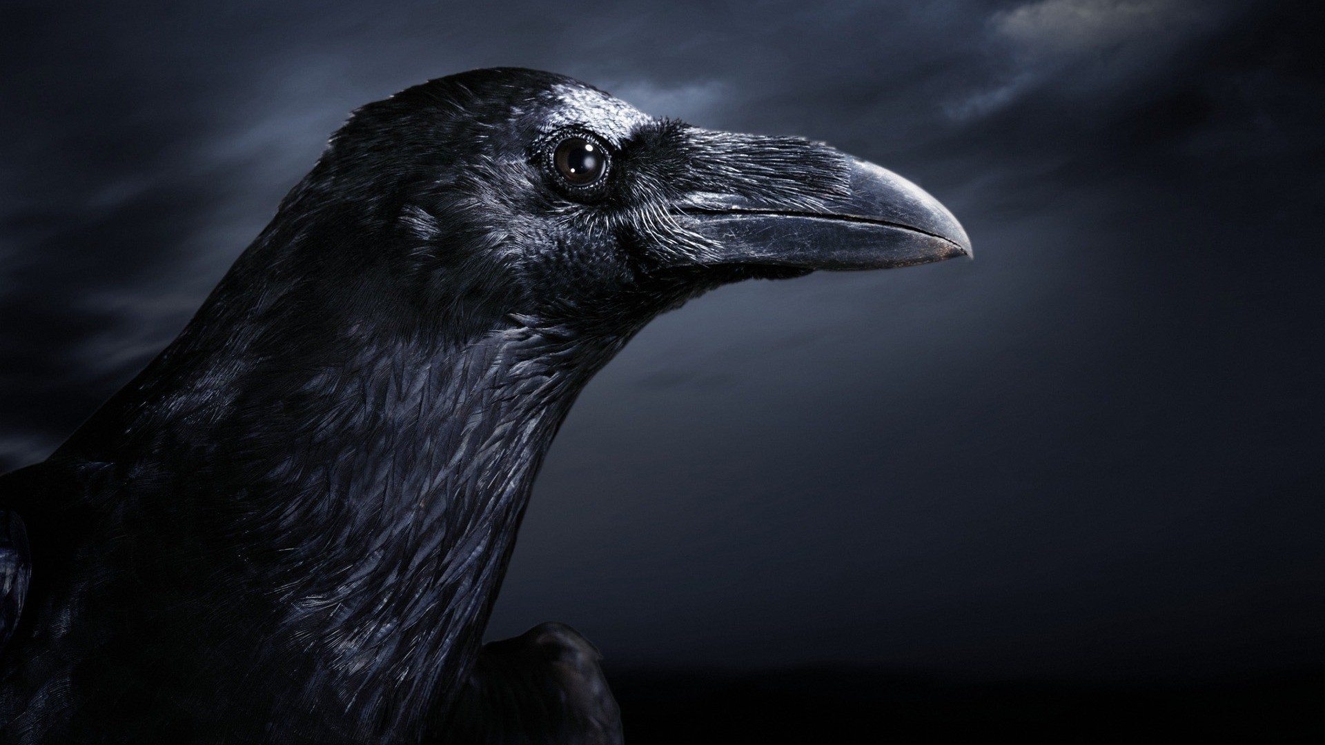 Corvo, Primo piano, Toni scuri, Full HD, sfondo desktop