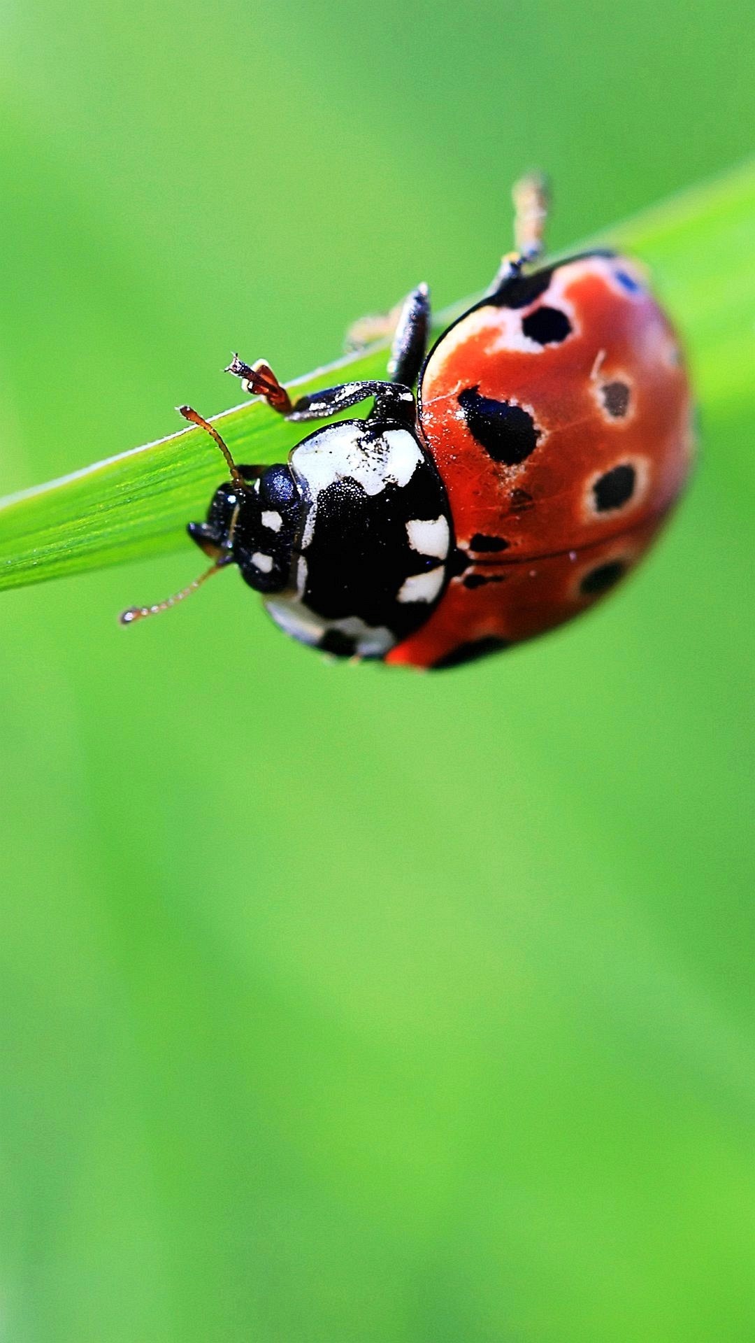 Coccinella, Filo d'erba, Macro, Verde, Full HD, sfondo verticale per cellulare