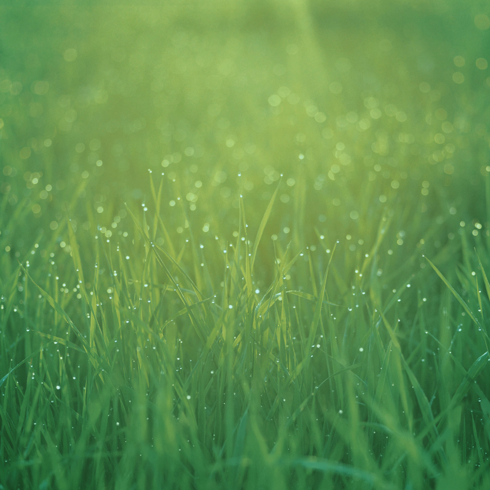 Erba, Prato, Verde, Bokeh, Full HD, schermata di blocco iOS 7