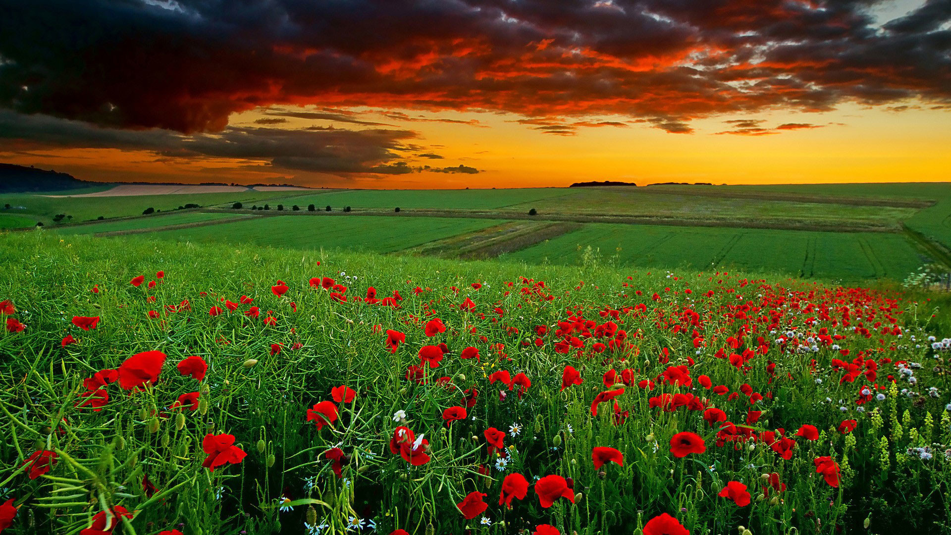 Campo di papaveri, Tramonto, Campagna, Full HD 1080p, sfondo desktop