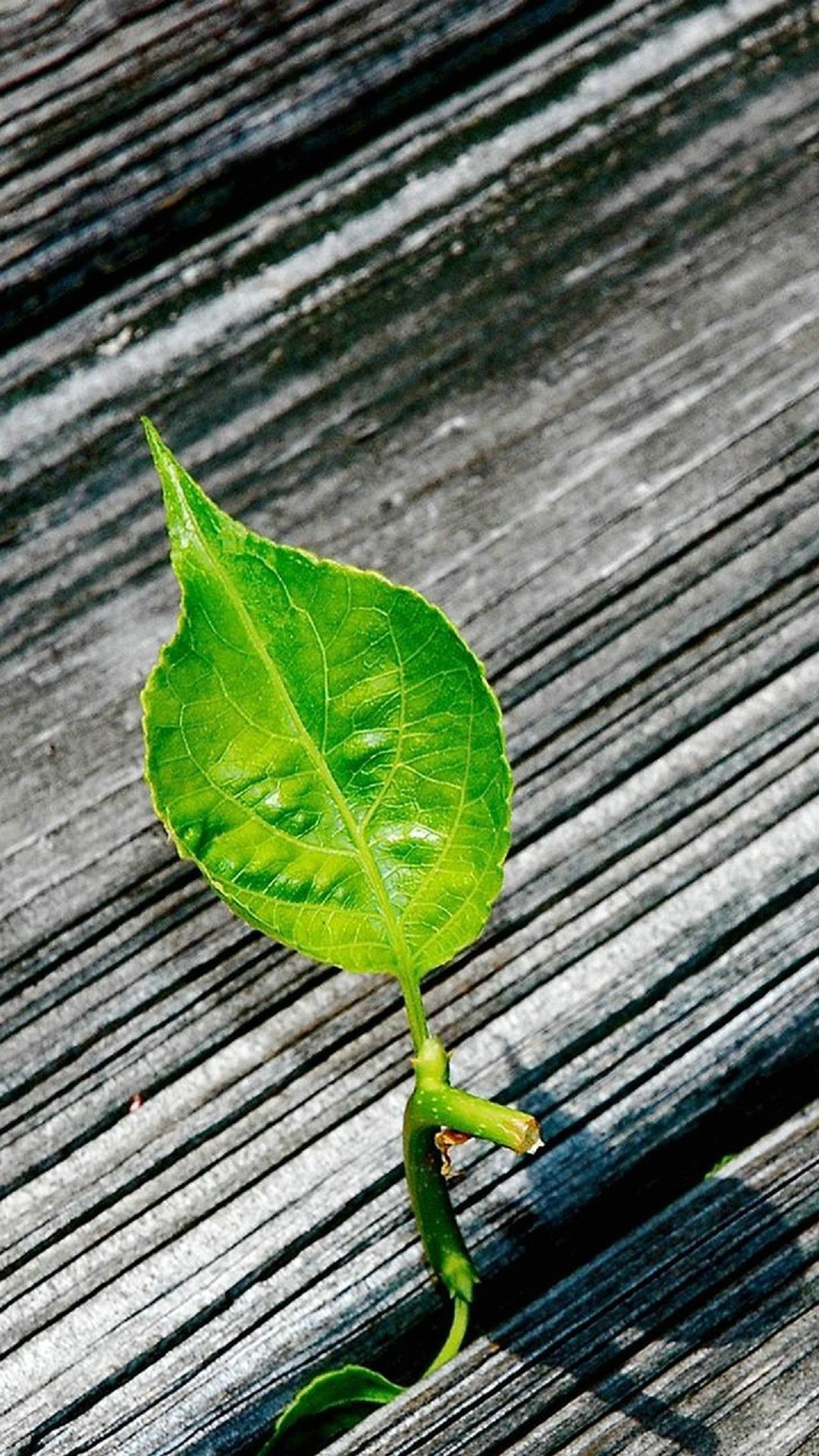 Germoglio, Foglia verde, Legno, Macro, sfondo per cellulare, iPhone e Android