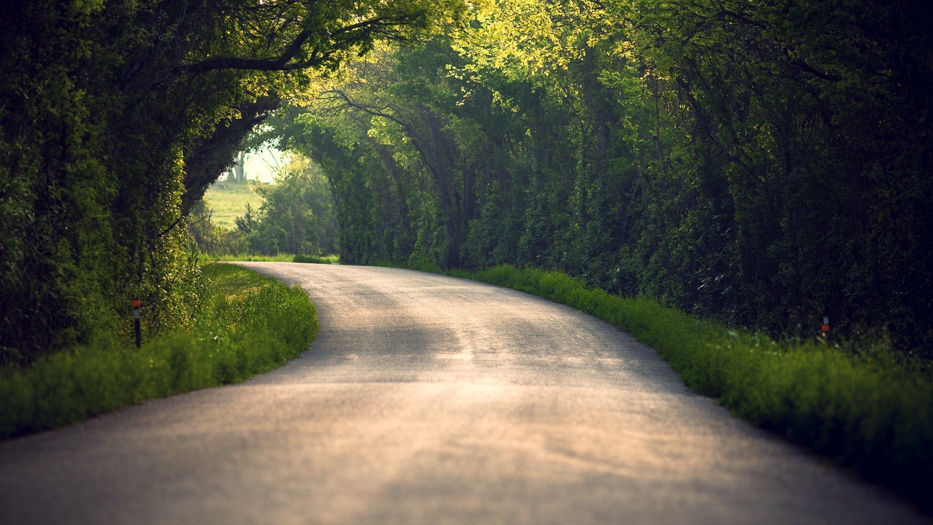 Strada, Tunnel di alberi, Bosco, Verde, Full HD, wallpaper desktop