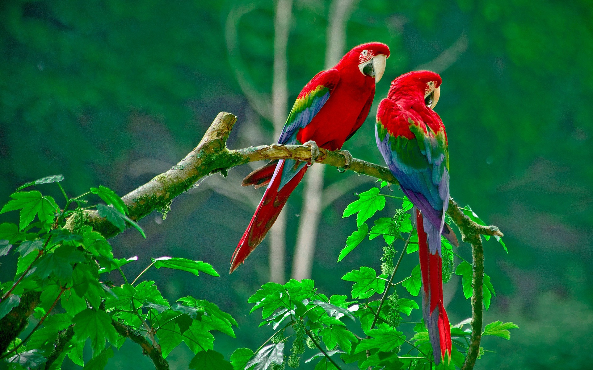 Ara macao, Pappagalli, Foresta, Rosso, wallpaper PC